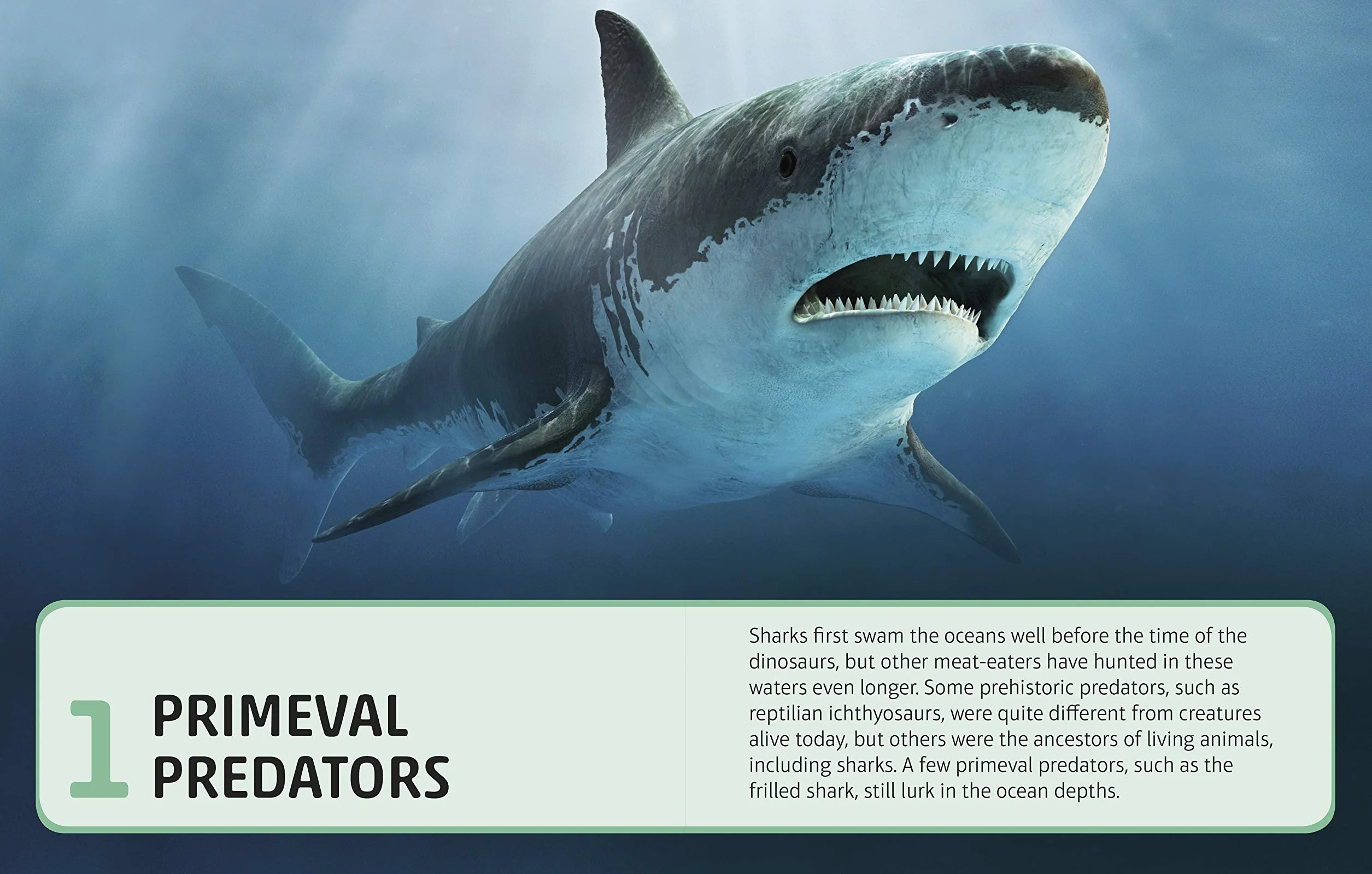 Sharks and Other Deadly Ocean Creatures: Visual Encyclopedia