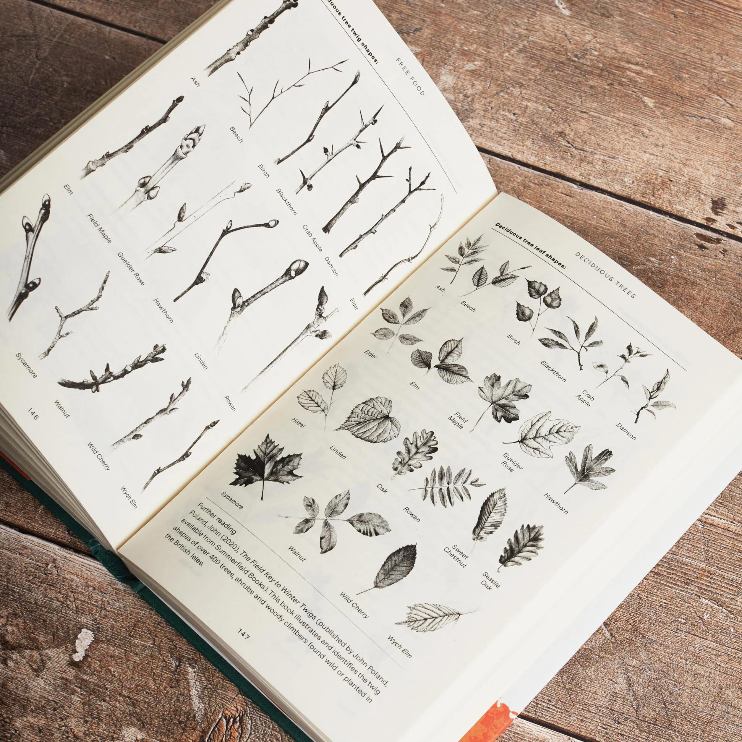 Free Food: Wild Plants and How to Eat Them