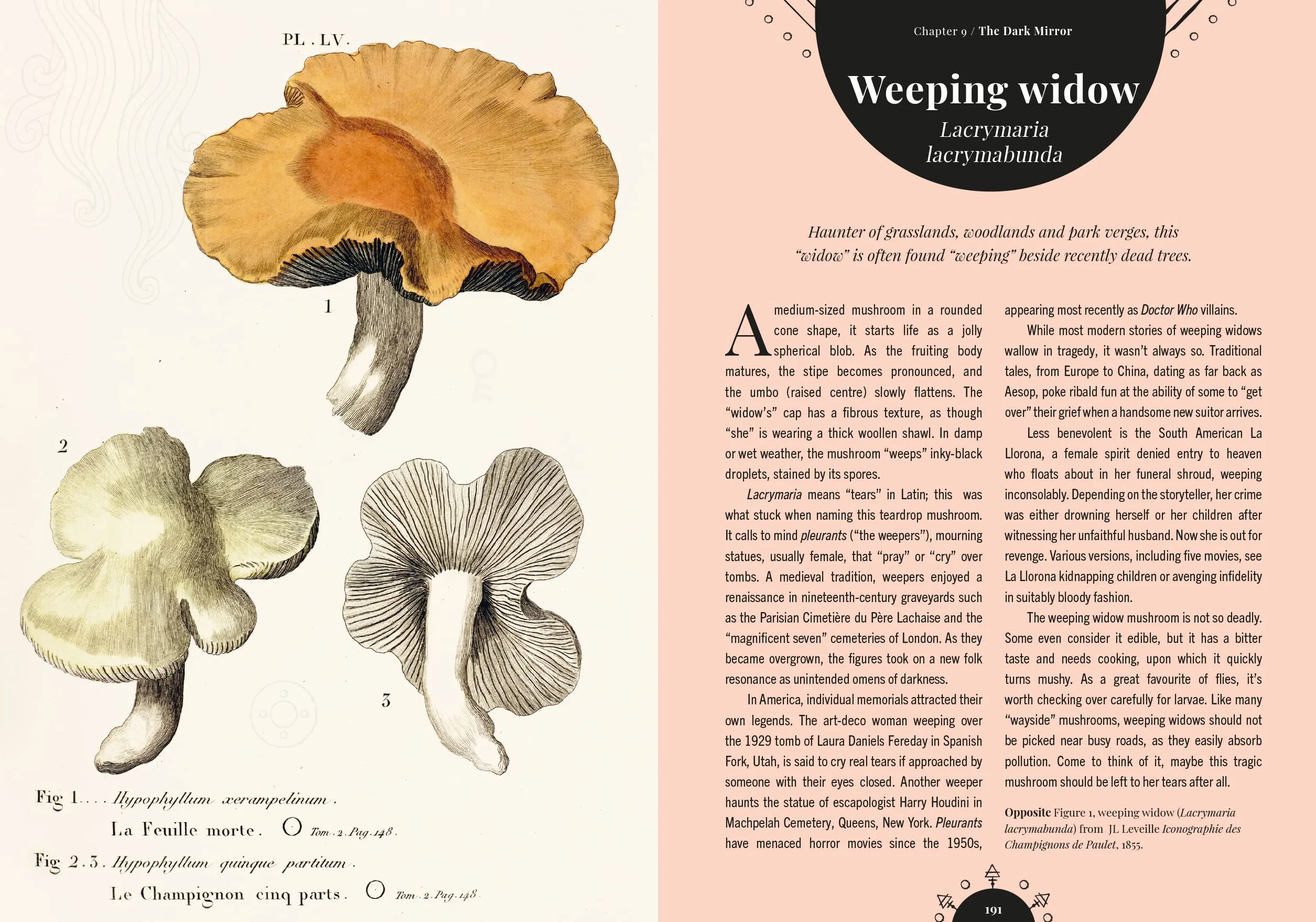 The Magic of Mushrooms: Fungi in Folklore, Superstition and Traditional Medicine