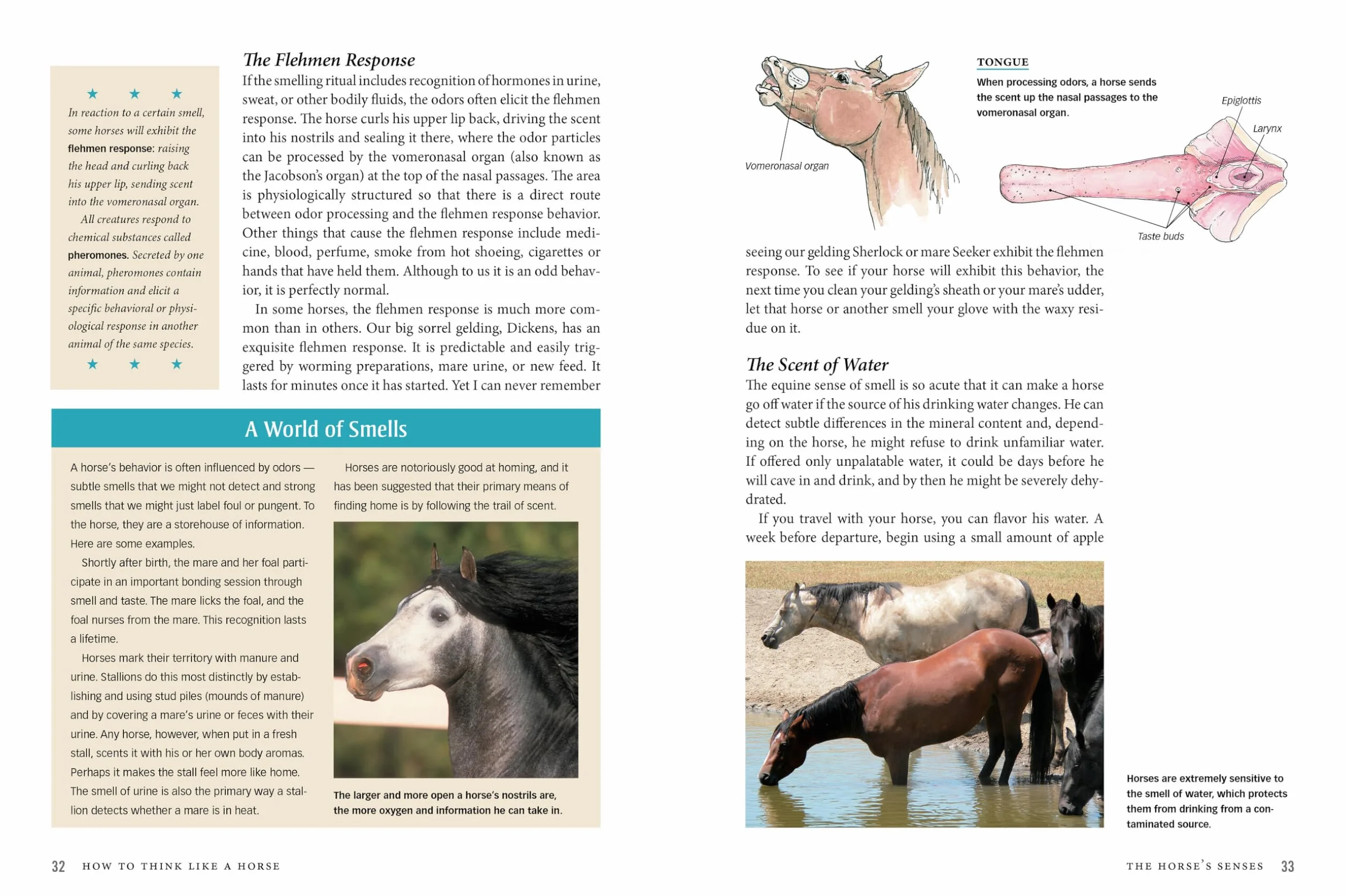 How to Think Like a Horse: The Essential Handbook for Understanding Why Horses Do What They Do