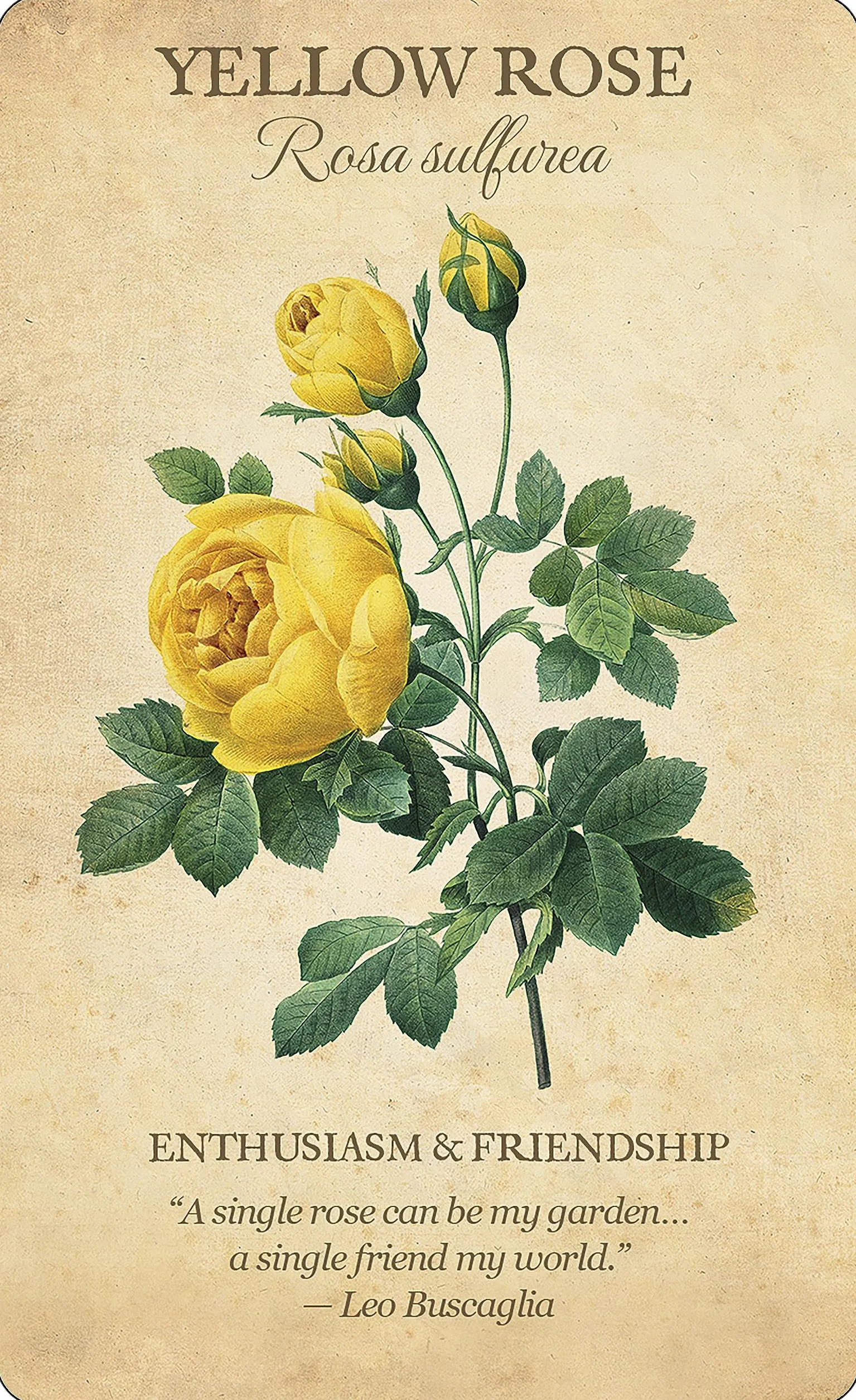 Botanical Inspirations Deck & Book Set: 44 Cards with Classical Botanical Art by Pierre-Joseph Redouté, Deluxe Gift Set Includes 100-Page Guidebook, Inspirational Messages