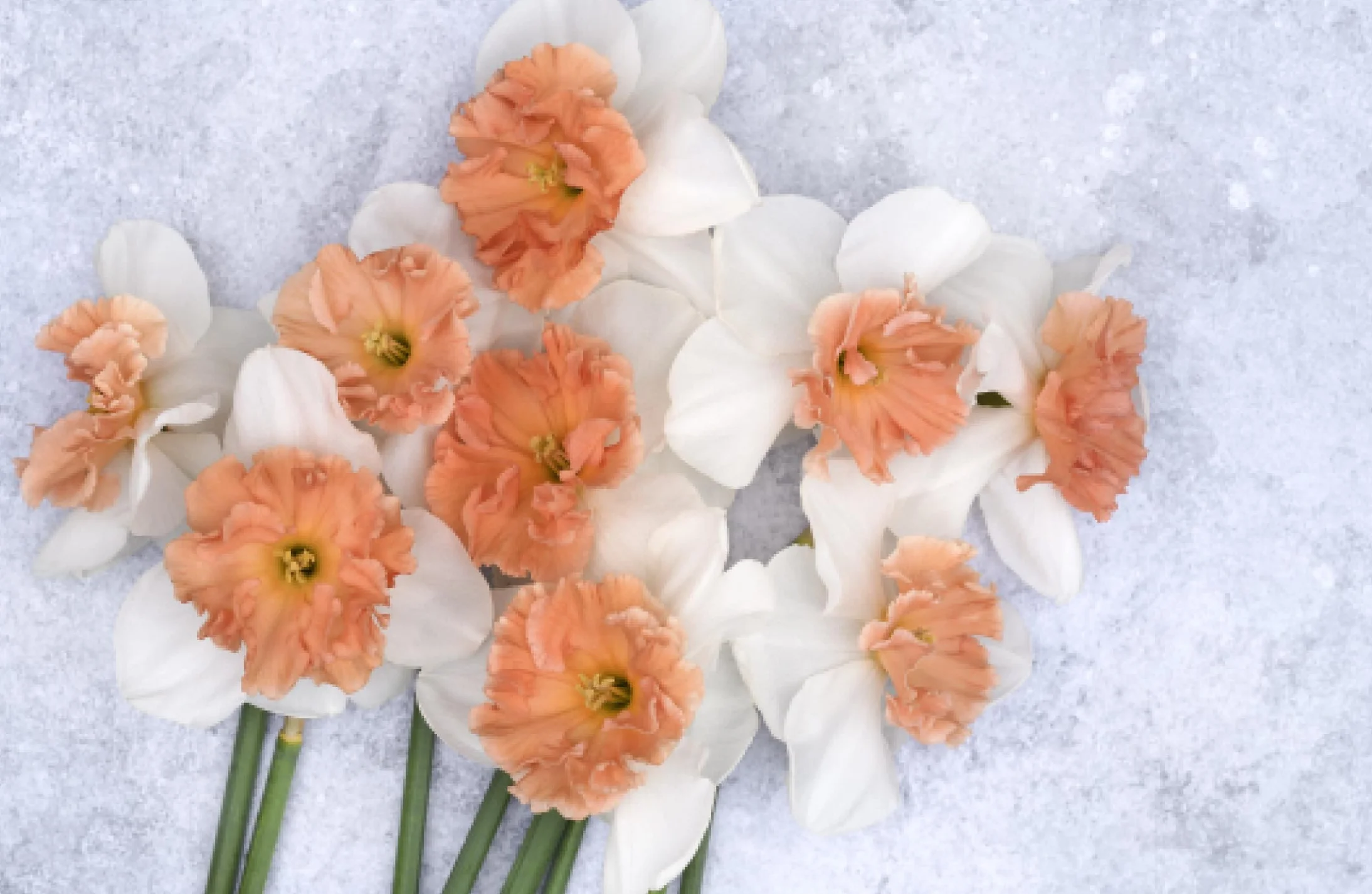 Daffodils: Beautiful Varieties for Home and Garden