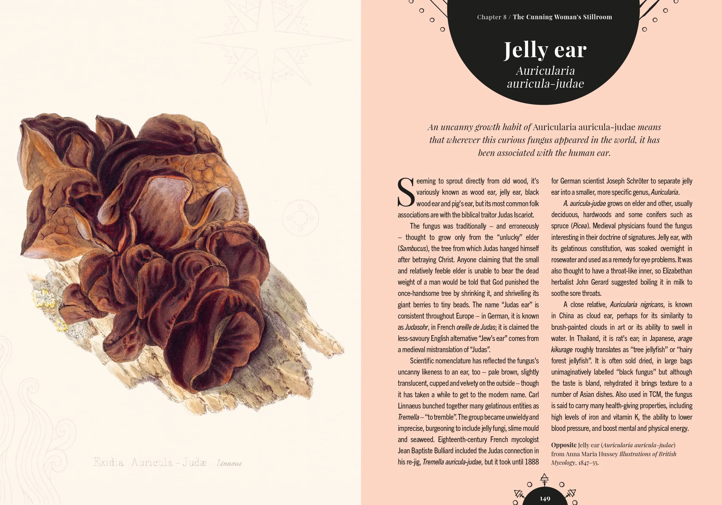 The Magic of Mushrooms: Fungi in Folklore, Superstition and Traditional Medicine