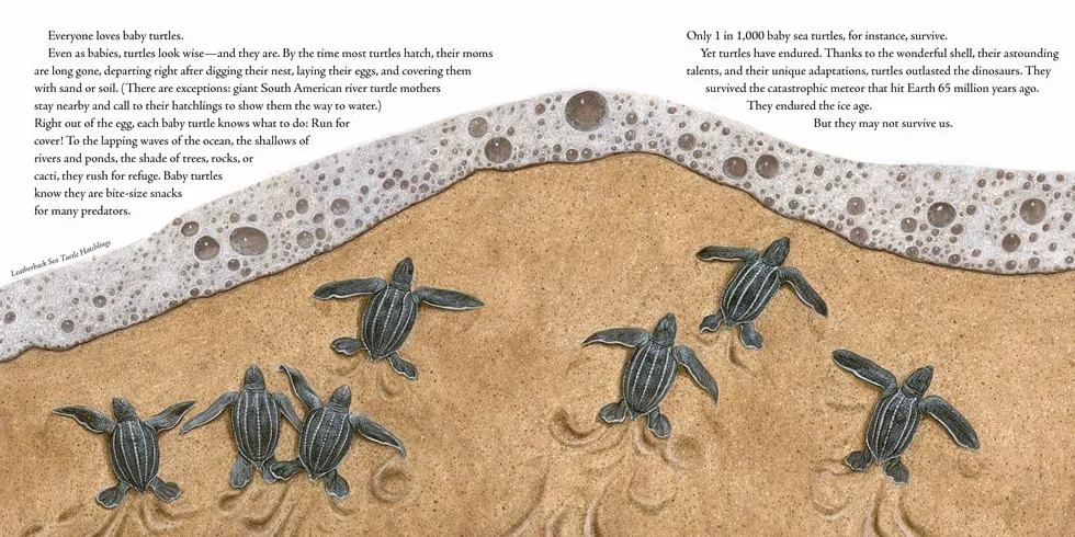 The Book of Turtles: 1