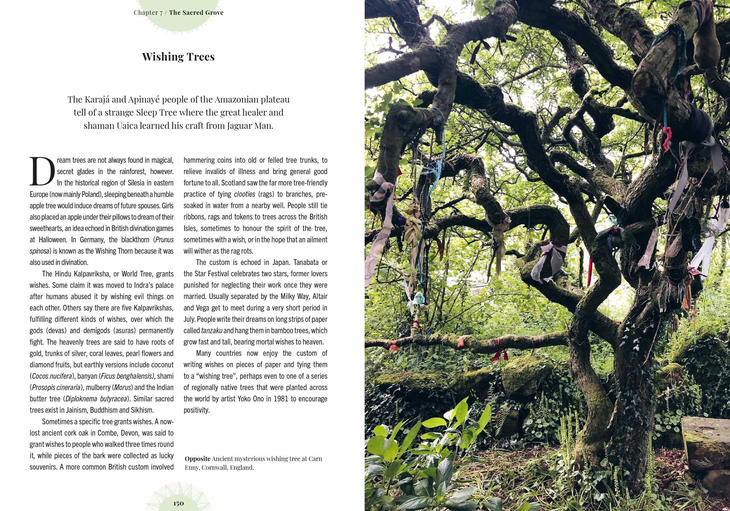 Witch's Forest: Trees in Magic, Folklore and Traditional Remedies