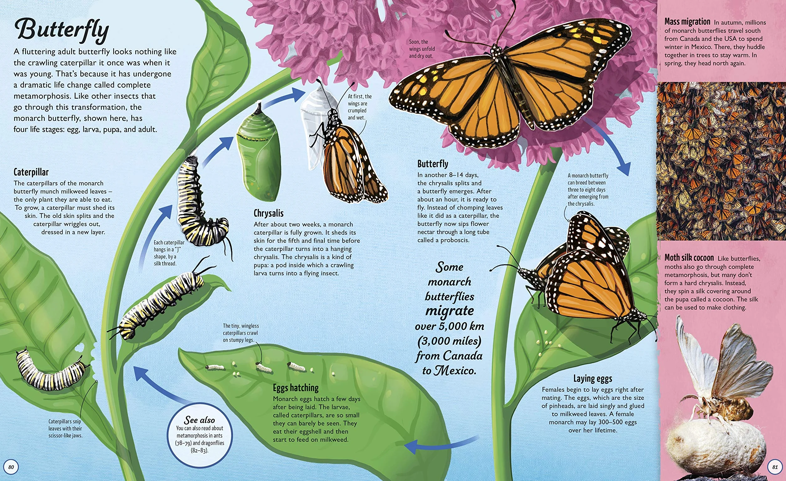Life Cycles: Everything from Start to Finish (DK Life Cycles)