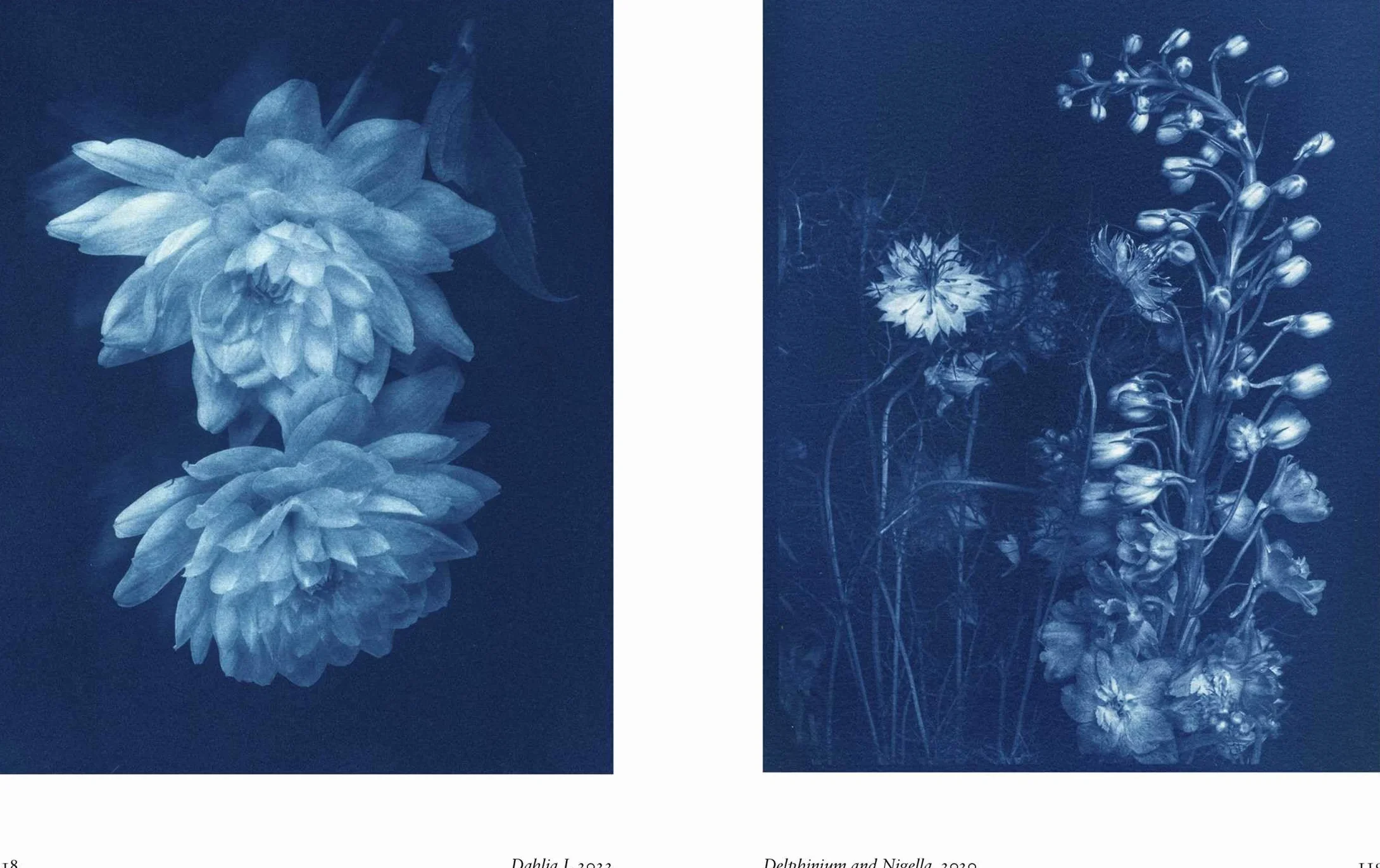 New Photography of the Flower.