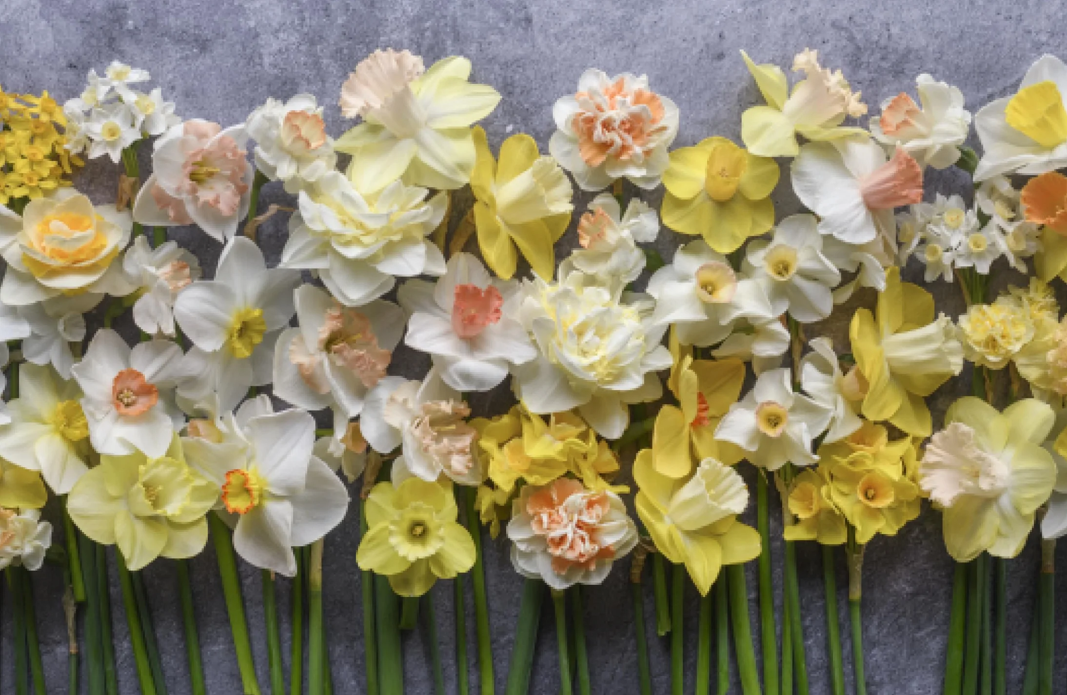 Daffodils: Beautiful Varieties for Home and Garden