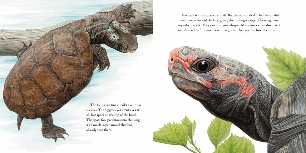 The Book of Turtles: 1