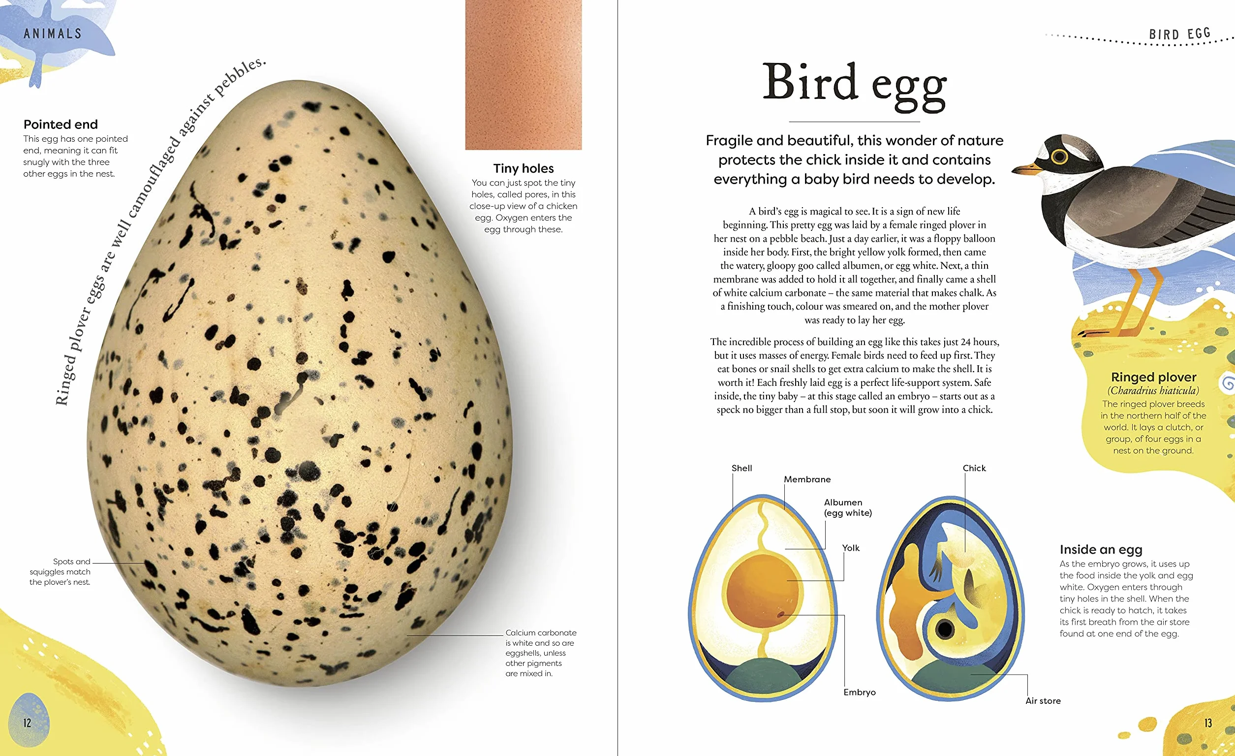 Nature's Treasures: Tales Of More Than 100 Extraordinary Objects From Nature (DK Treasures)