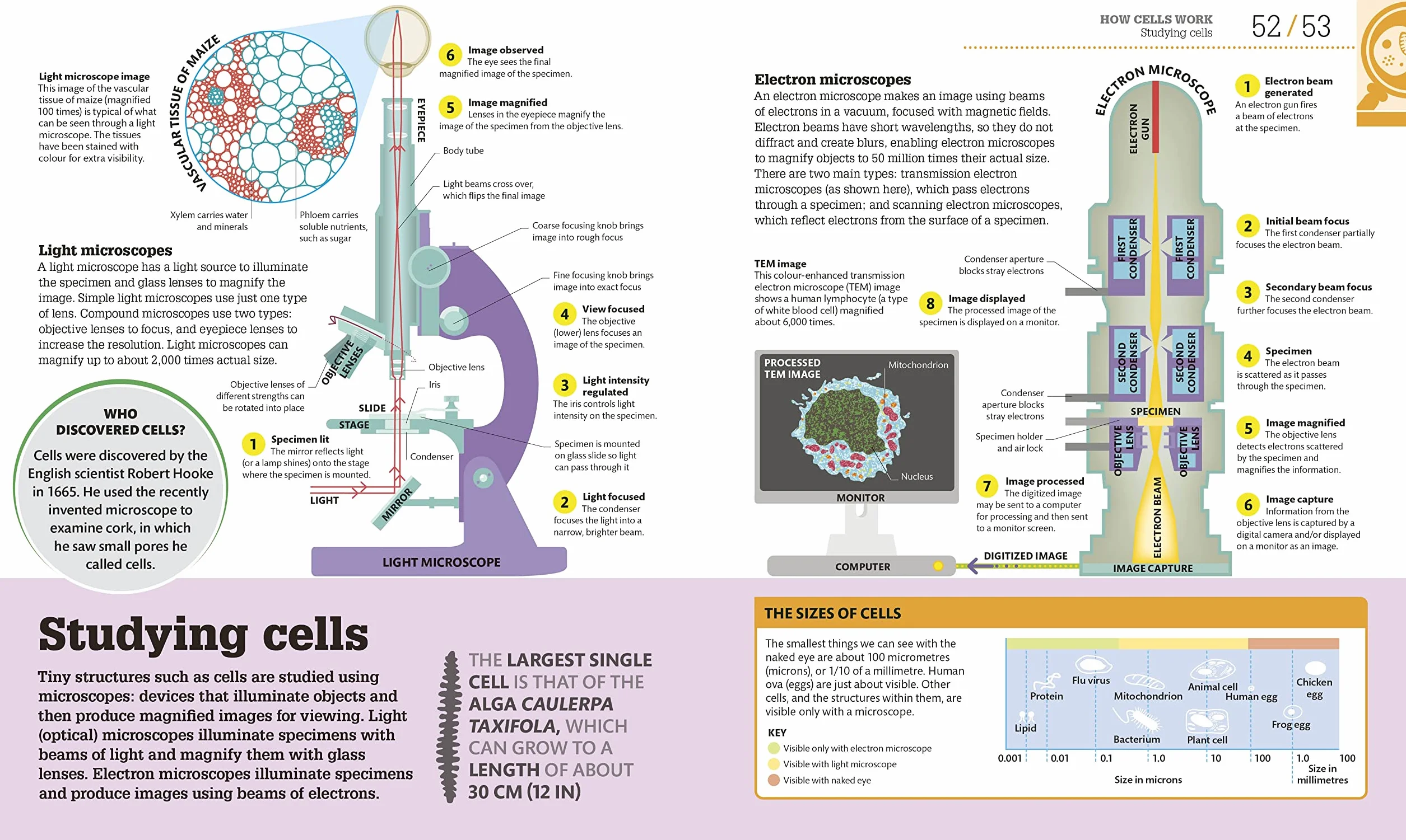 How Biology Works: The Facts Visually Explained