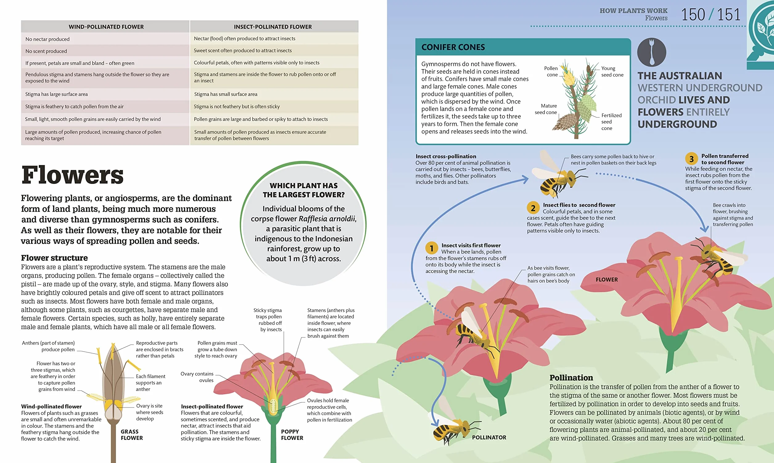 How Biology Works: The Facts Visually Explained