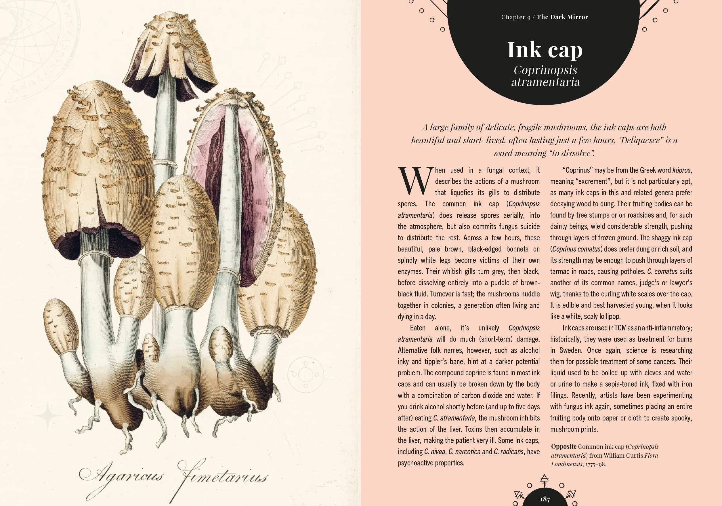 The Magic of Mushrooms: Fungi in Folklore, Superstition and Traditional Medicine