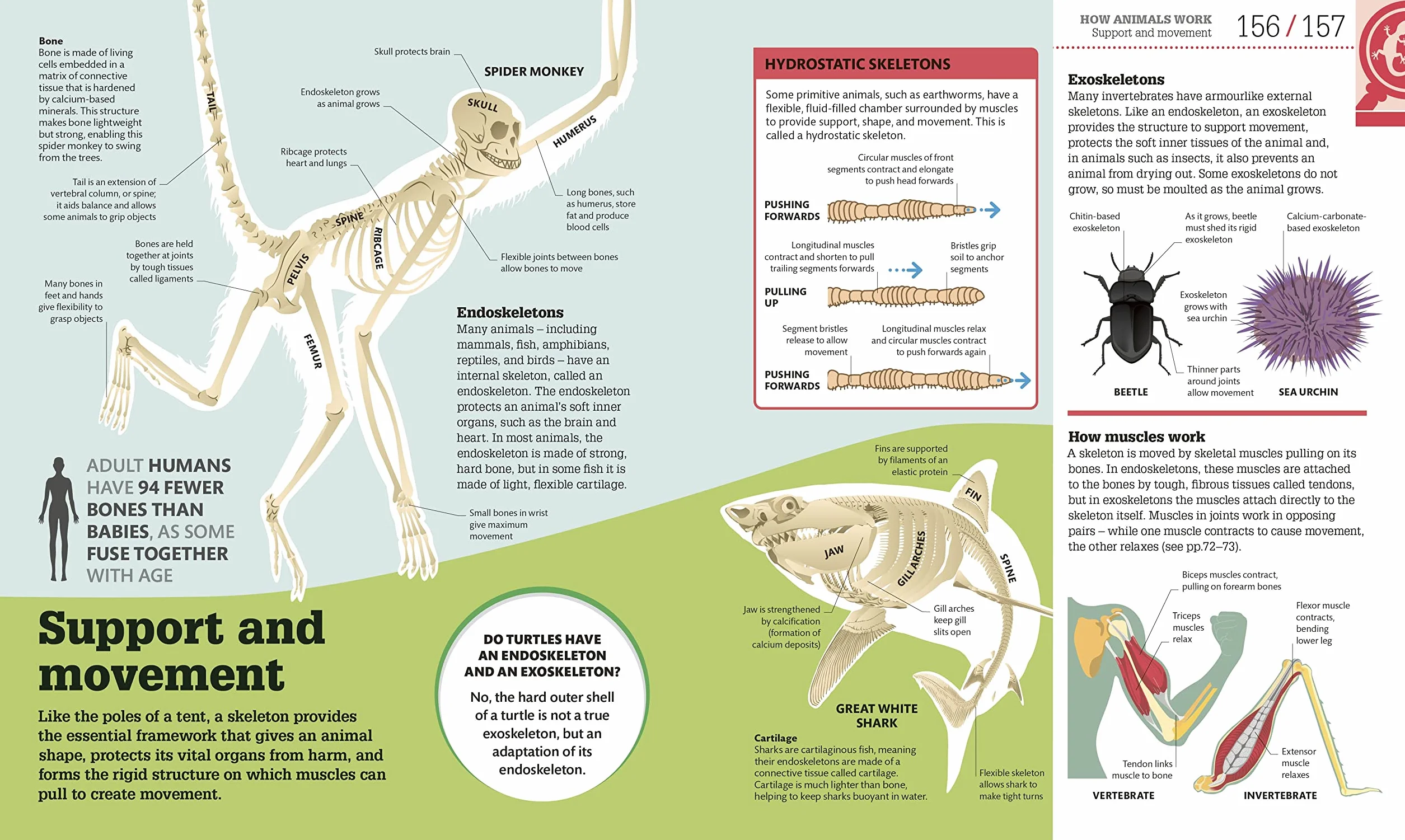 How Biology Works: The Facts Visually Explained