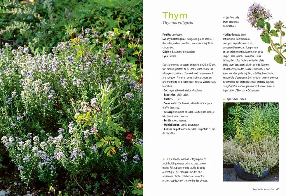 Plantes aromatiques - Comment les cultiver et les entretenir facilement