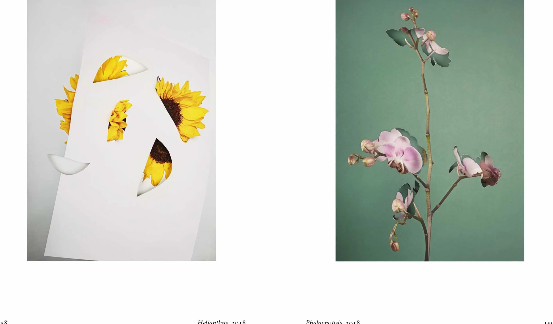 New Photography of the Flower.
