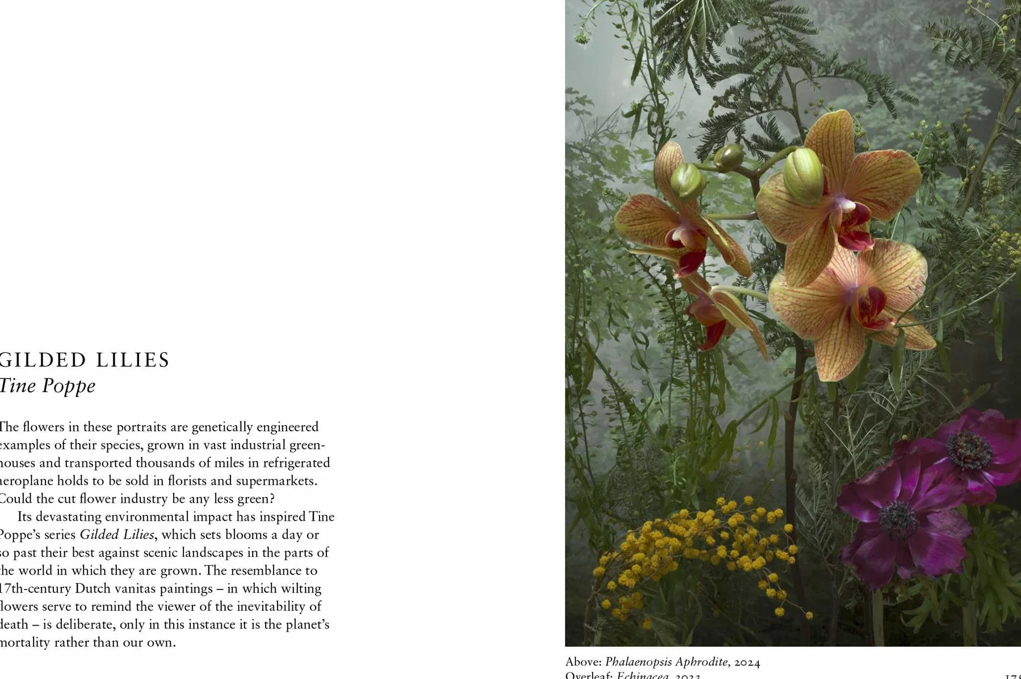 New Photography of the Flower.