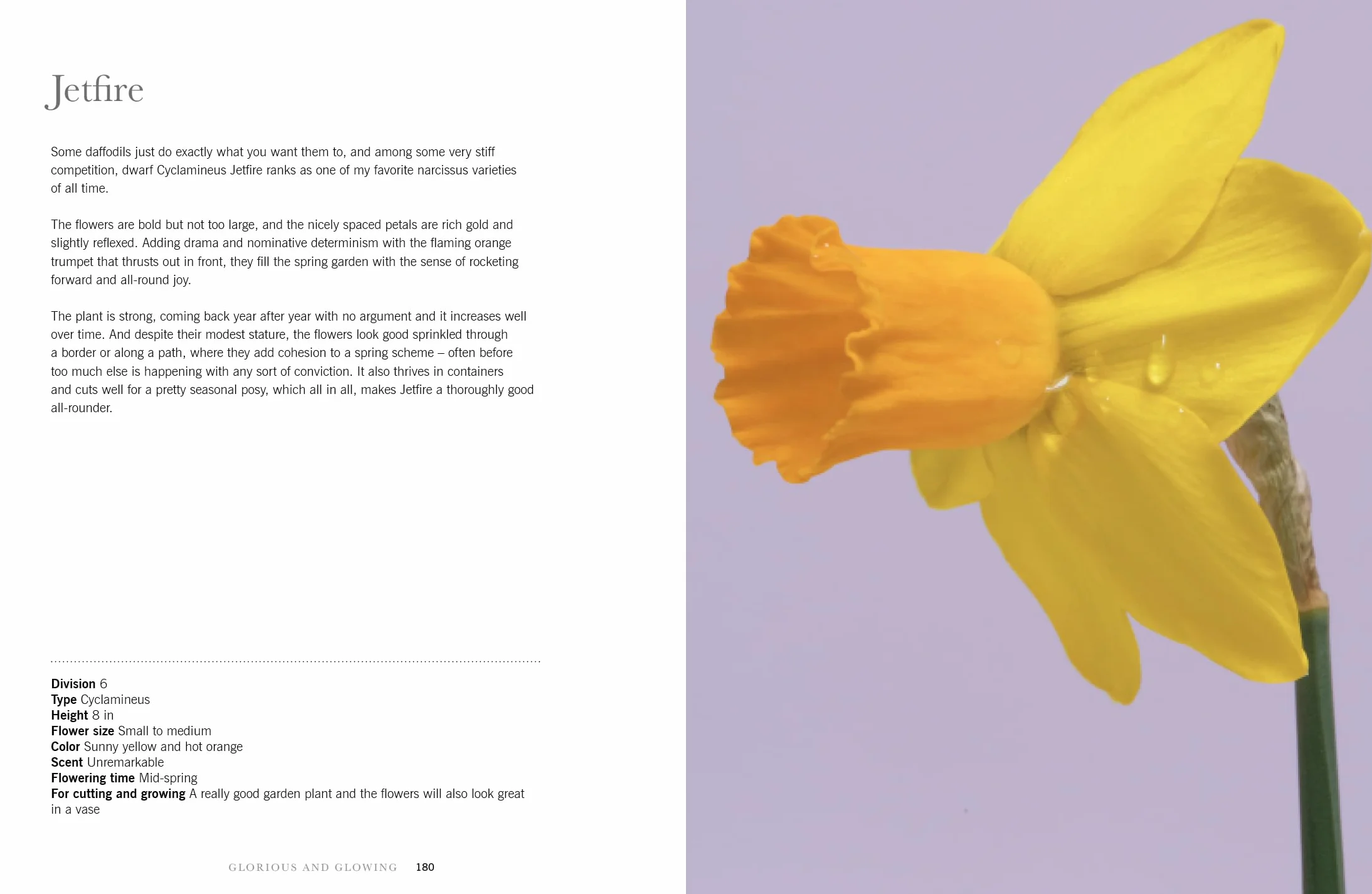 Daffodils: Beautiful Varieties for Home and Garden