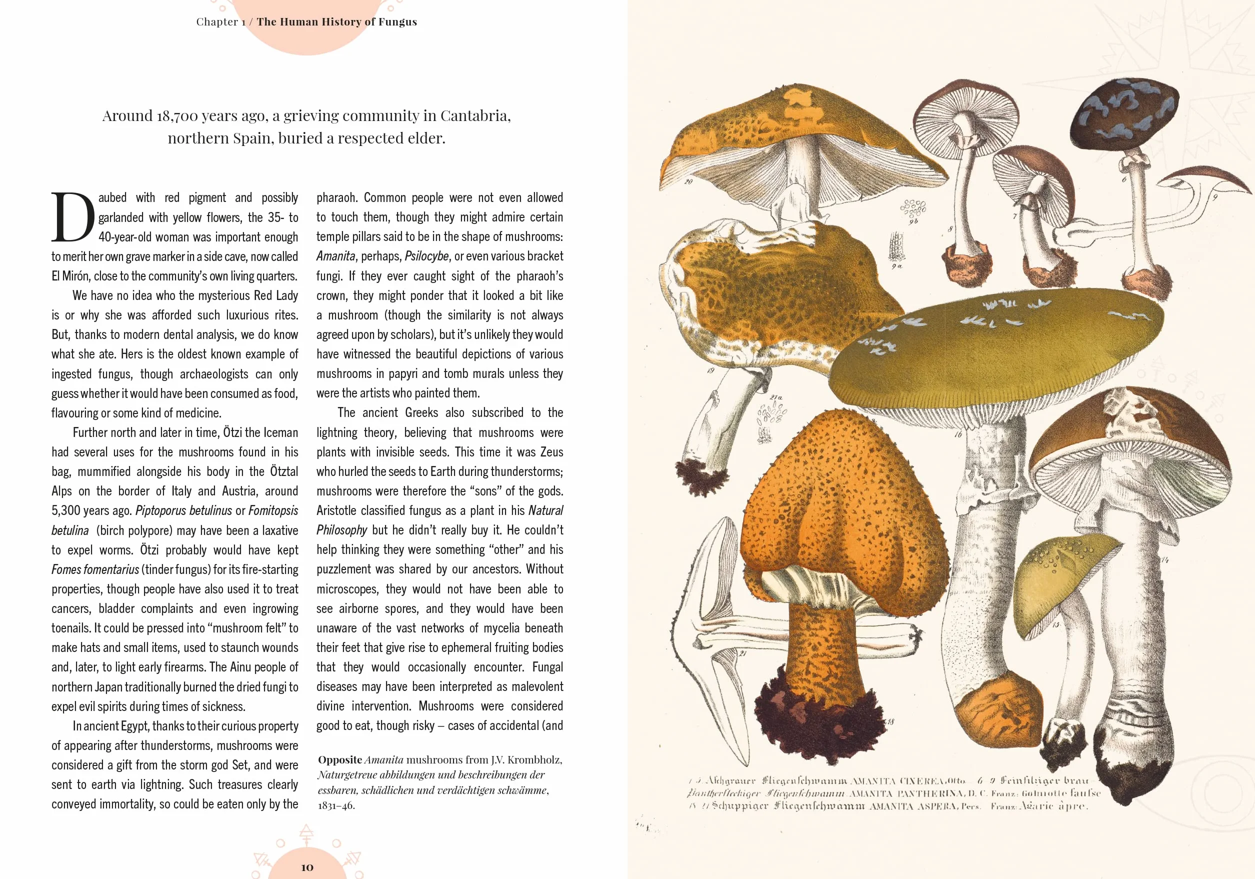 The Magic of Mushrooms: Fungi in Folklore, Superstition and Traditional Medicine