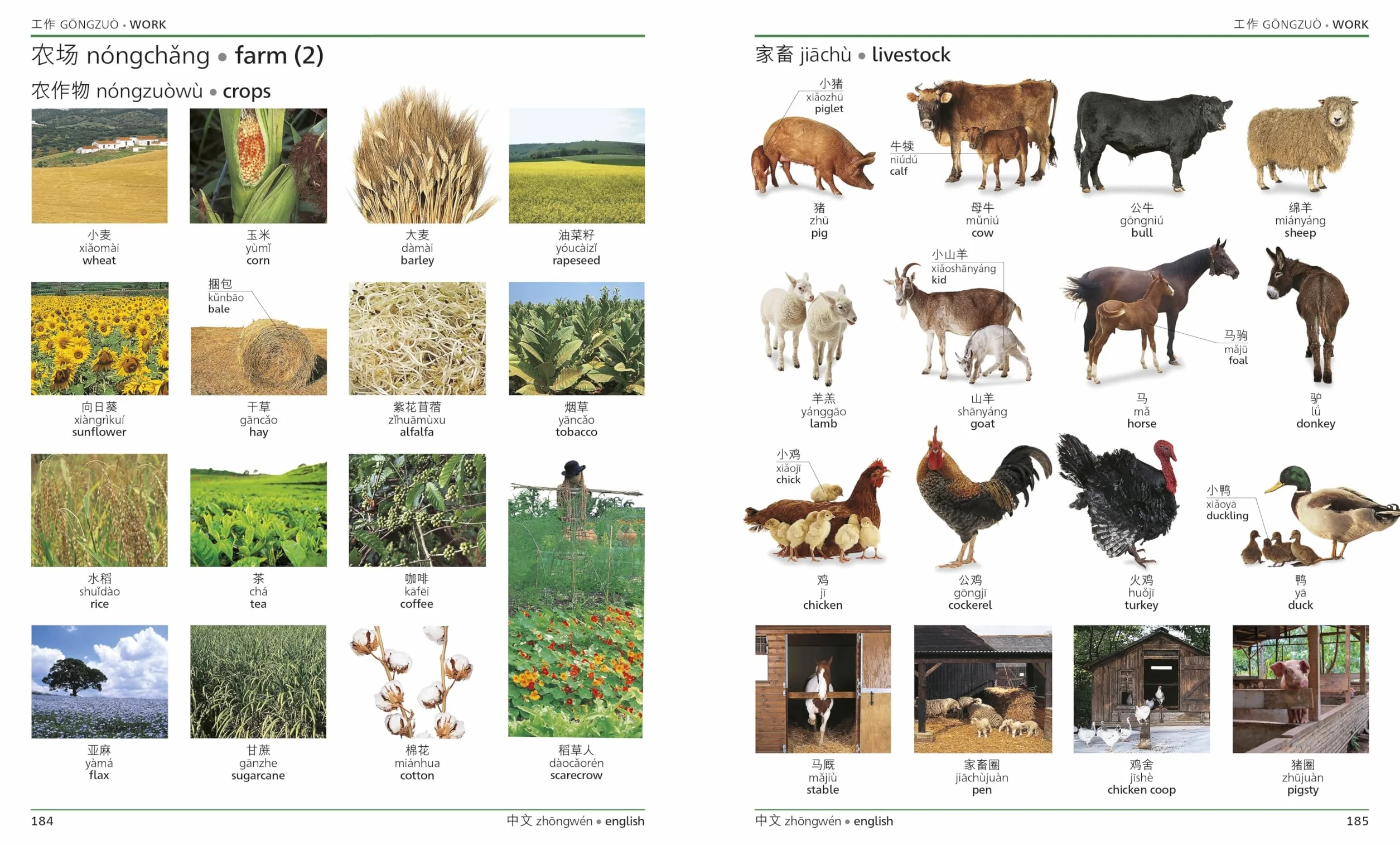 Mandarin Chinese English Bilingual Visual Dictionary