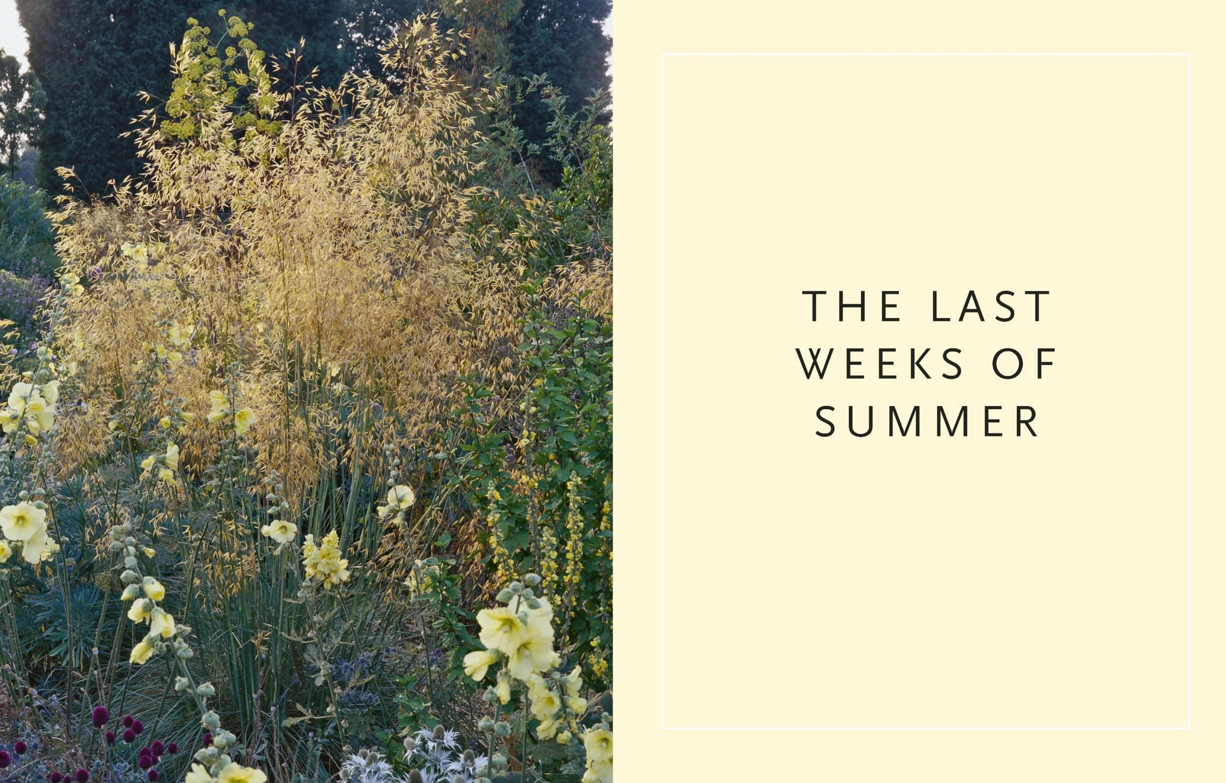 Drought-Resistant Planting /anglais: Lessons from Beth Chatto's Gravel Garden