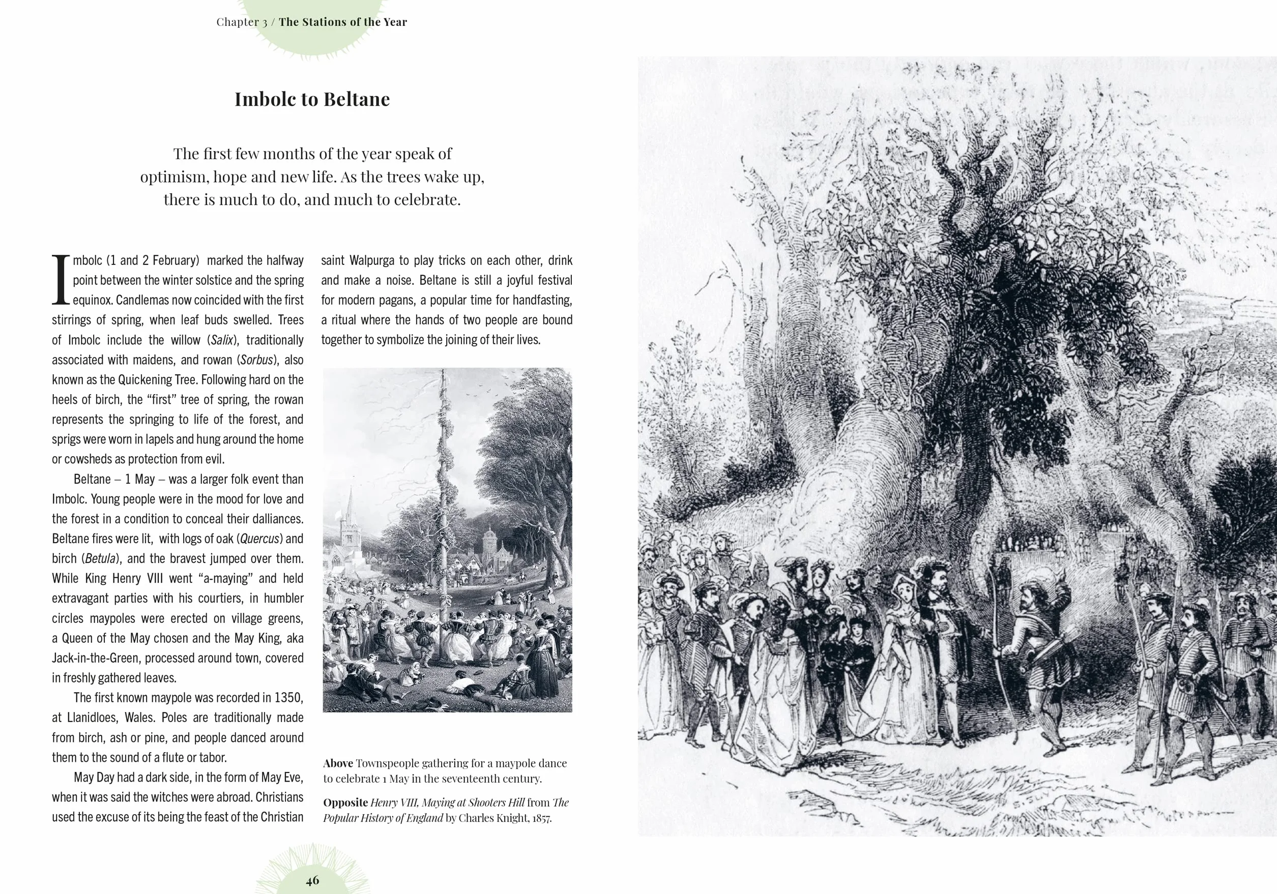Witch's Forest: Trees in Magic, Folklore and Traditional Remedies