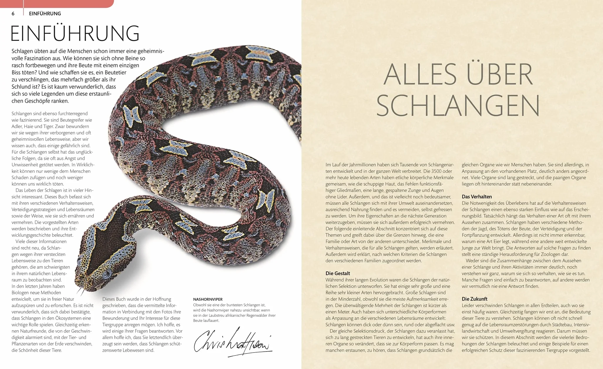 Schlangen: Die interessantesten Arten der Welt