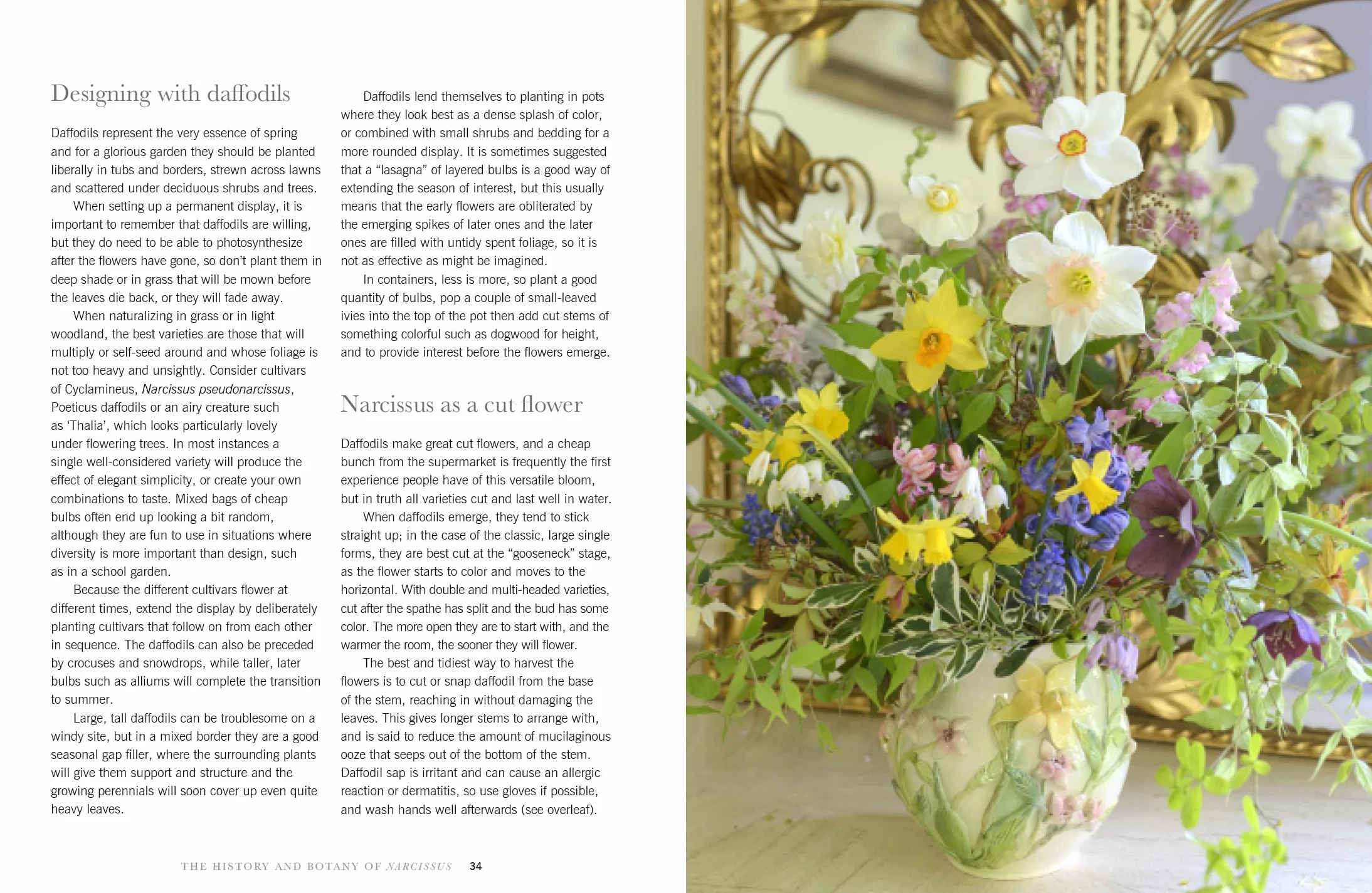 Daffodils: Beautiful Varieties for Home and Garden