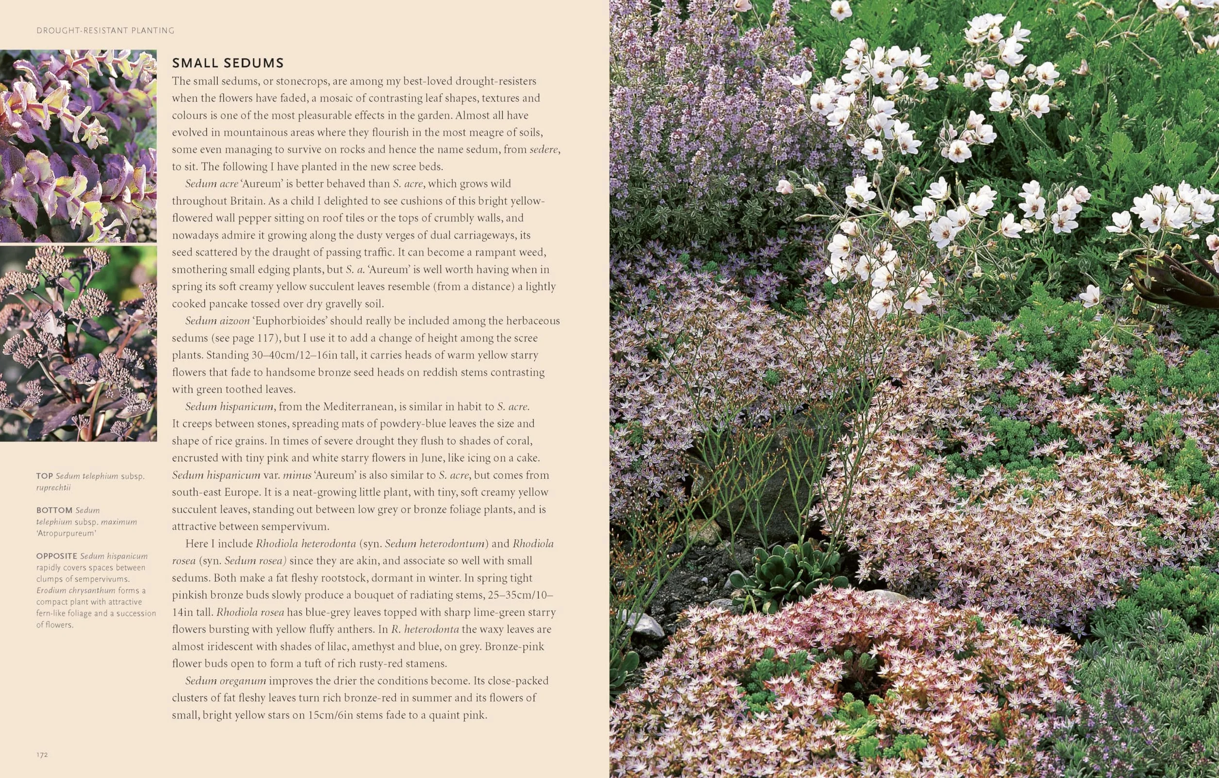 Drought-Resistant Planting /anglais: Lessons from Beth Chatto's Gravel Garden