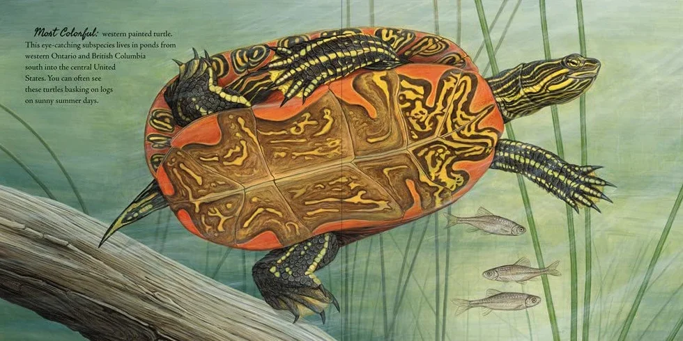 The Book of Turtles: 1