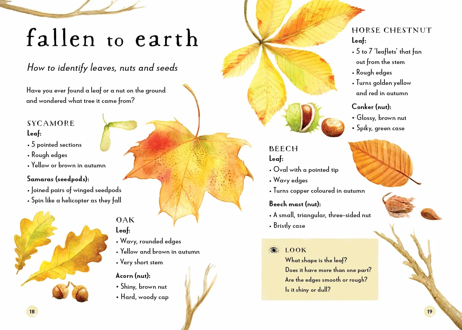 A Field Guide to Autumn: Play and Learn in Nature: 2