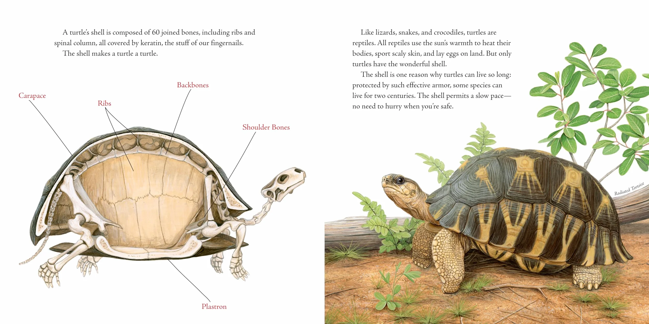 The Book of Turtles: 1