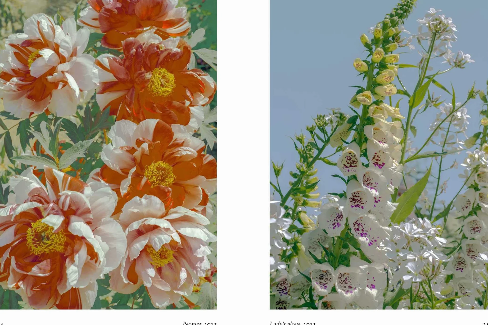 New Photography of the Flower.