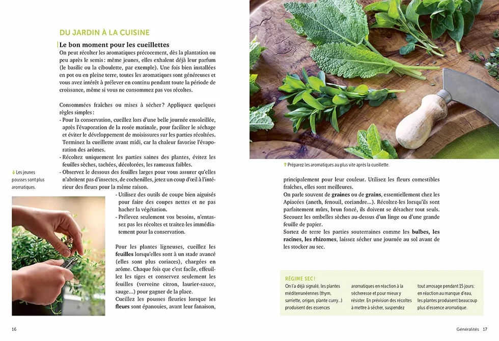 Plantes aromatiques - Comment les cultiver et les entretenir facilement