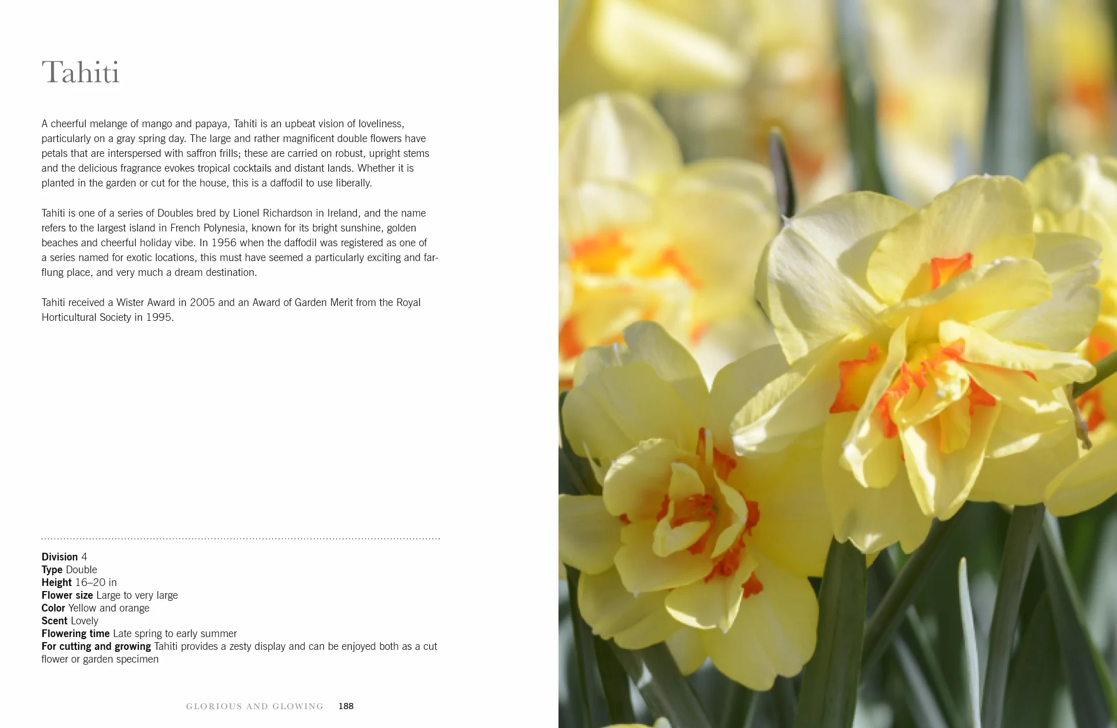 Daffodils: Beautiful Varieties for Home and Garden