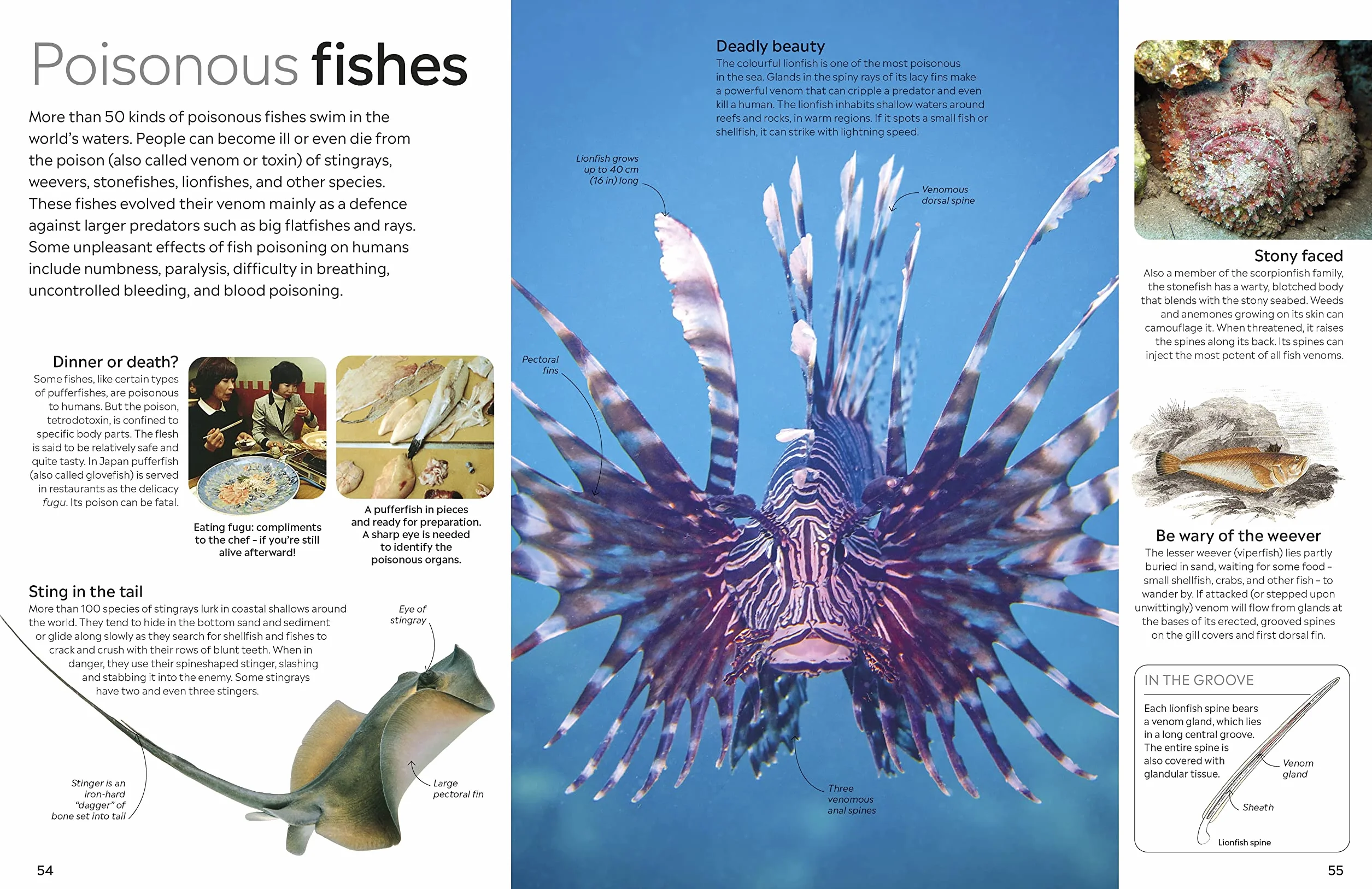 Fish: DK Eyewitness