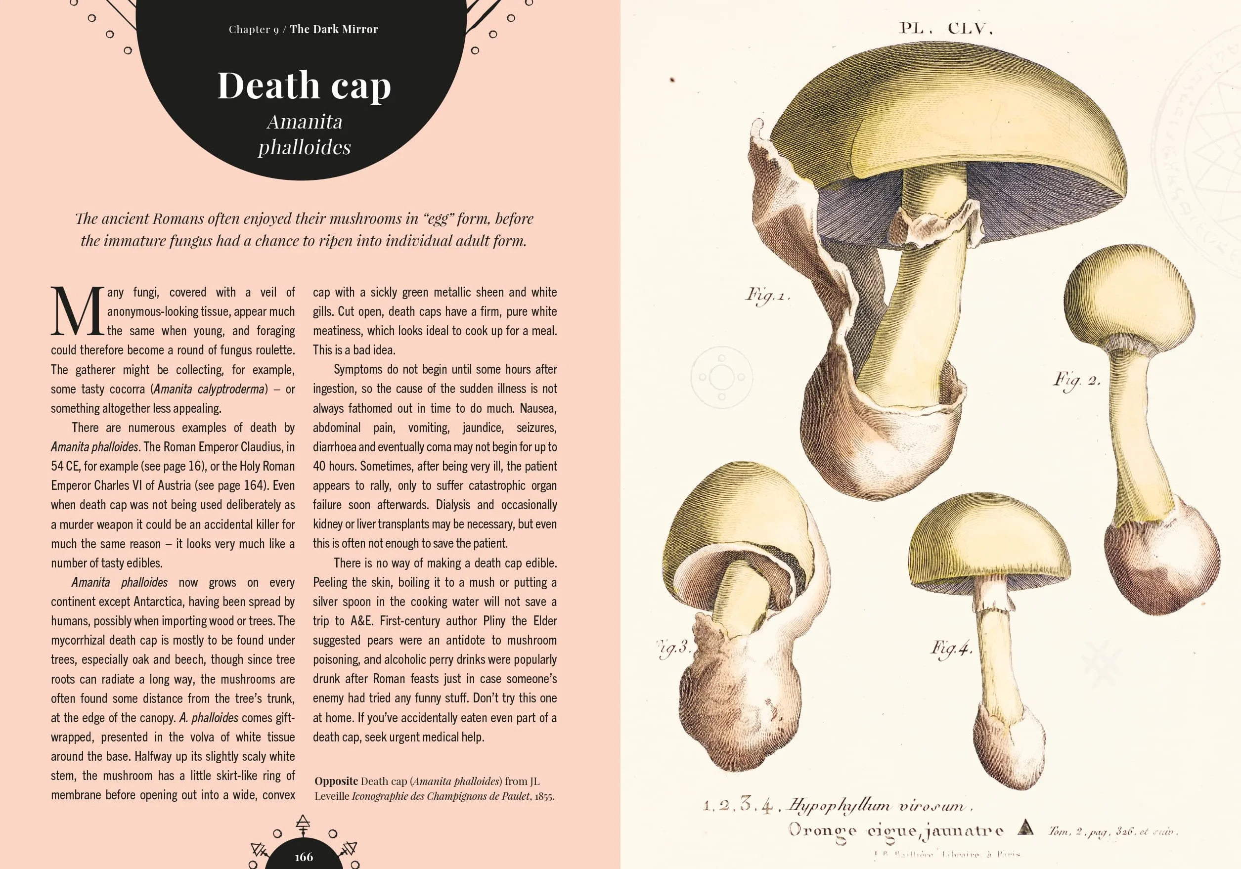 The Magic of Mushrooms: Fungi in Folklore, Superstition and Traditional Medicine