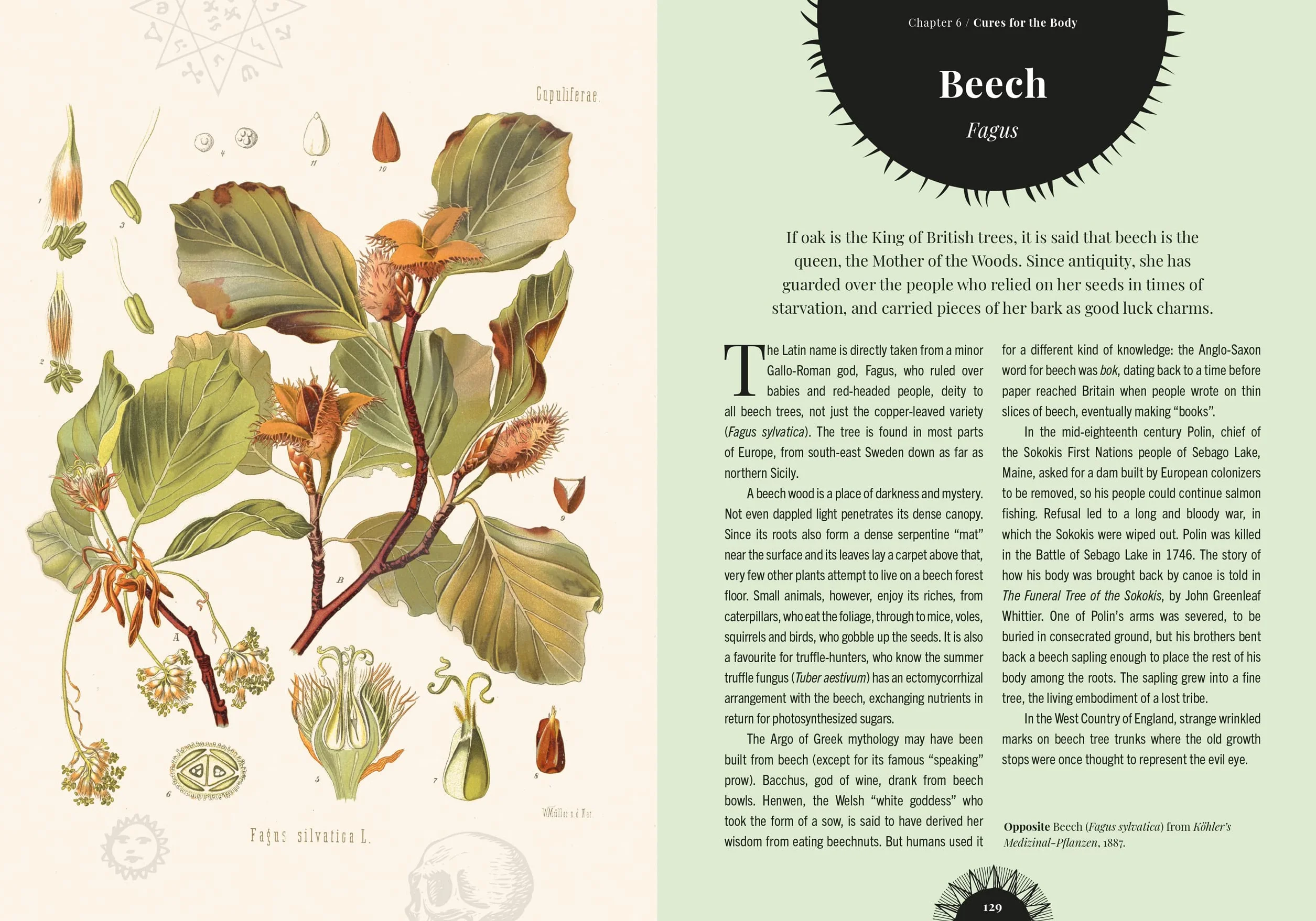Witch's Forest: Trees in Magic, Folklore and Traditional Remedies