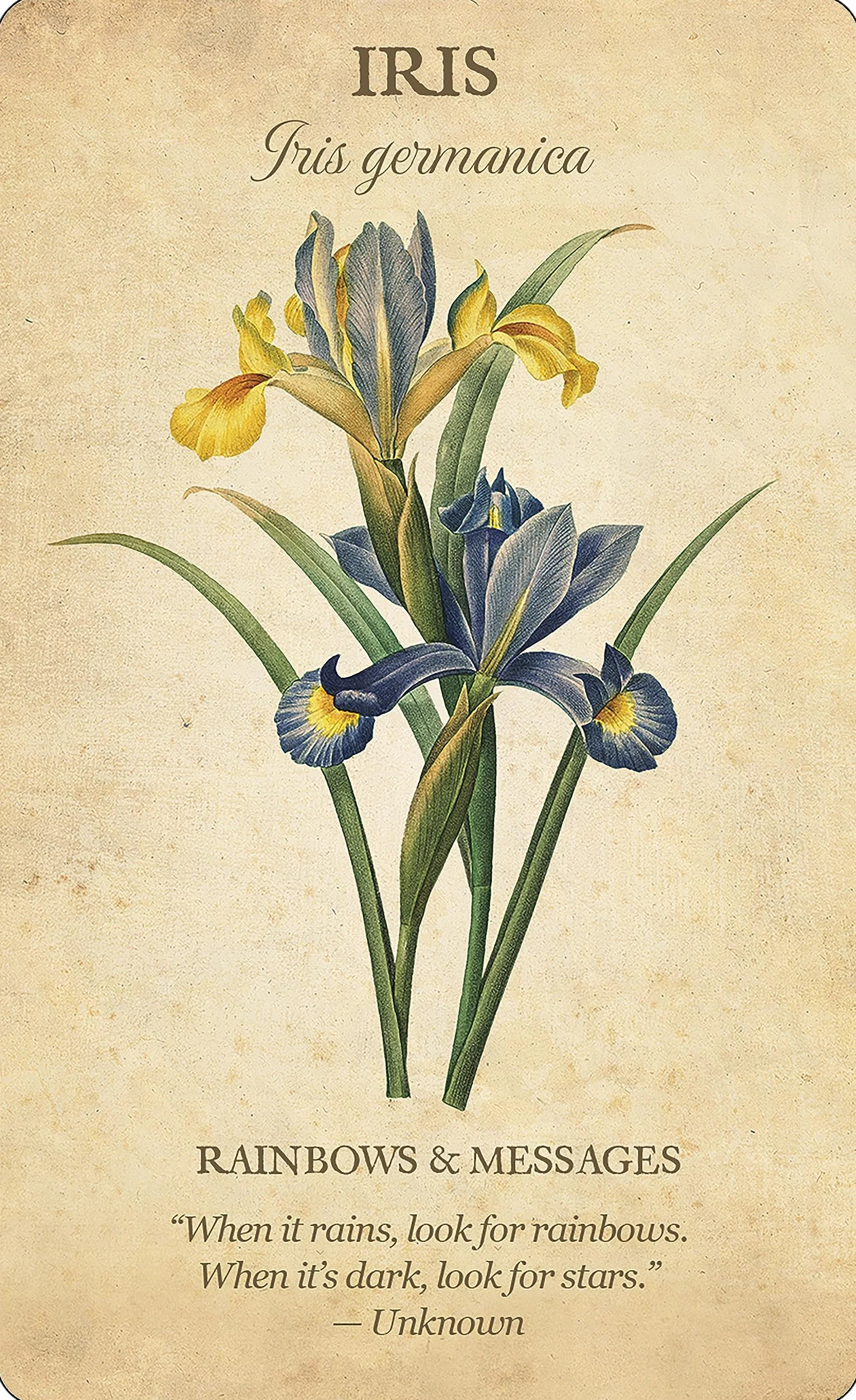 Botanical Inspirations Deck & Book Set: 44 Cards with Classical Botanical Art by Pierre-Joseph Redouté, Deluxe Gift Set Includes 100-Page Guidebook, Inspirational Messages