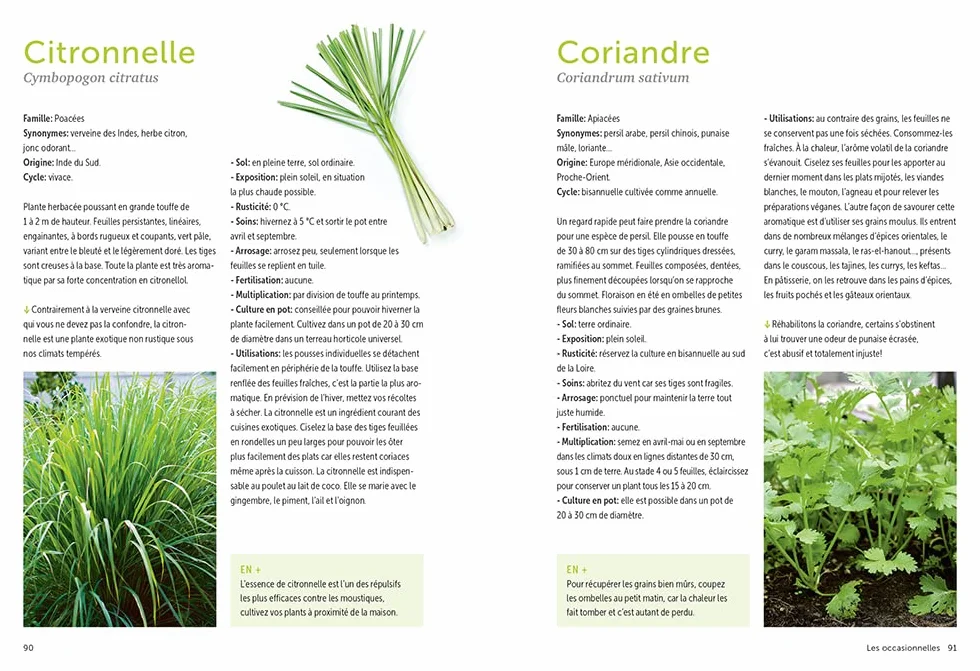 Plantes aromatiques - Comment les cultiver et les entretenir facilement