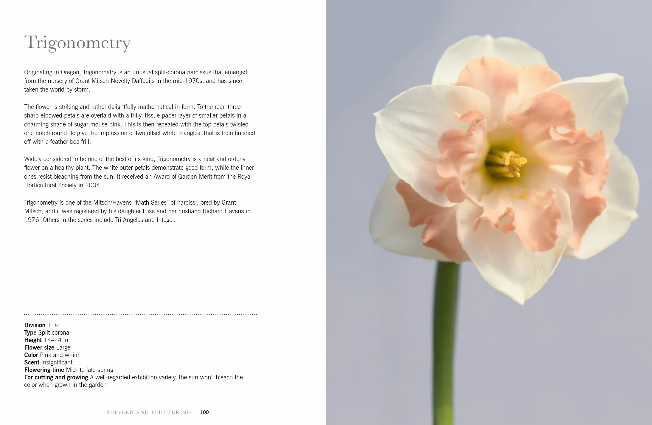 Daffodils: Beautiful Varieties for Home and Garden