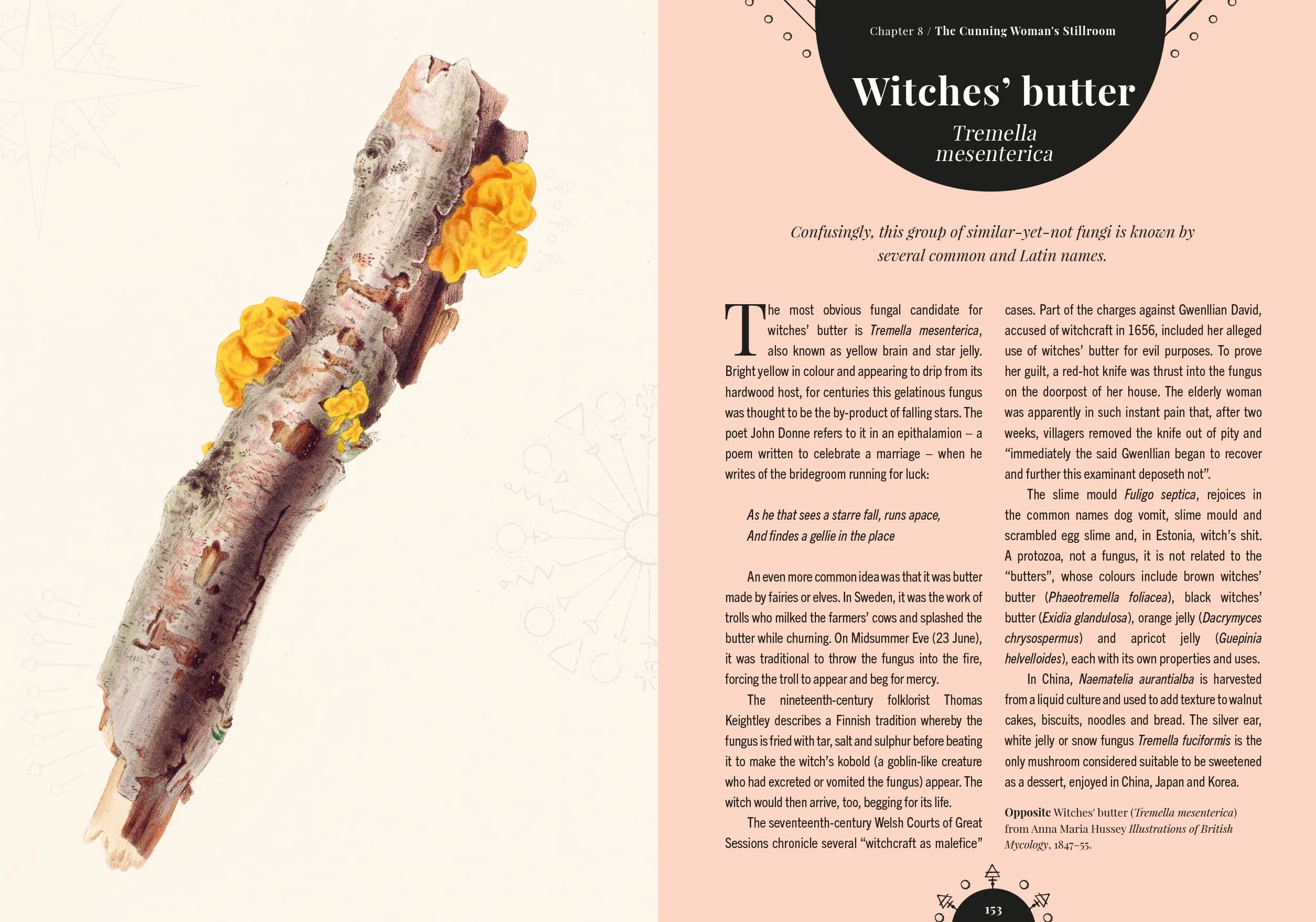 The Magic of Mushrooms: Fungi in Folklore, Superstition and Traditional Medicine