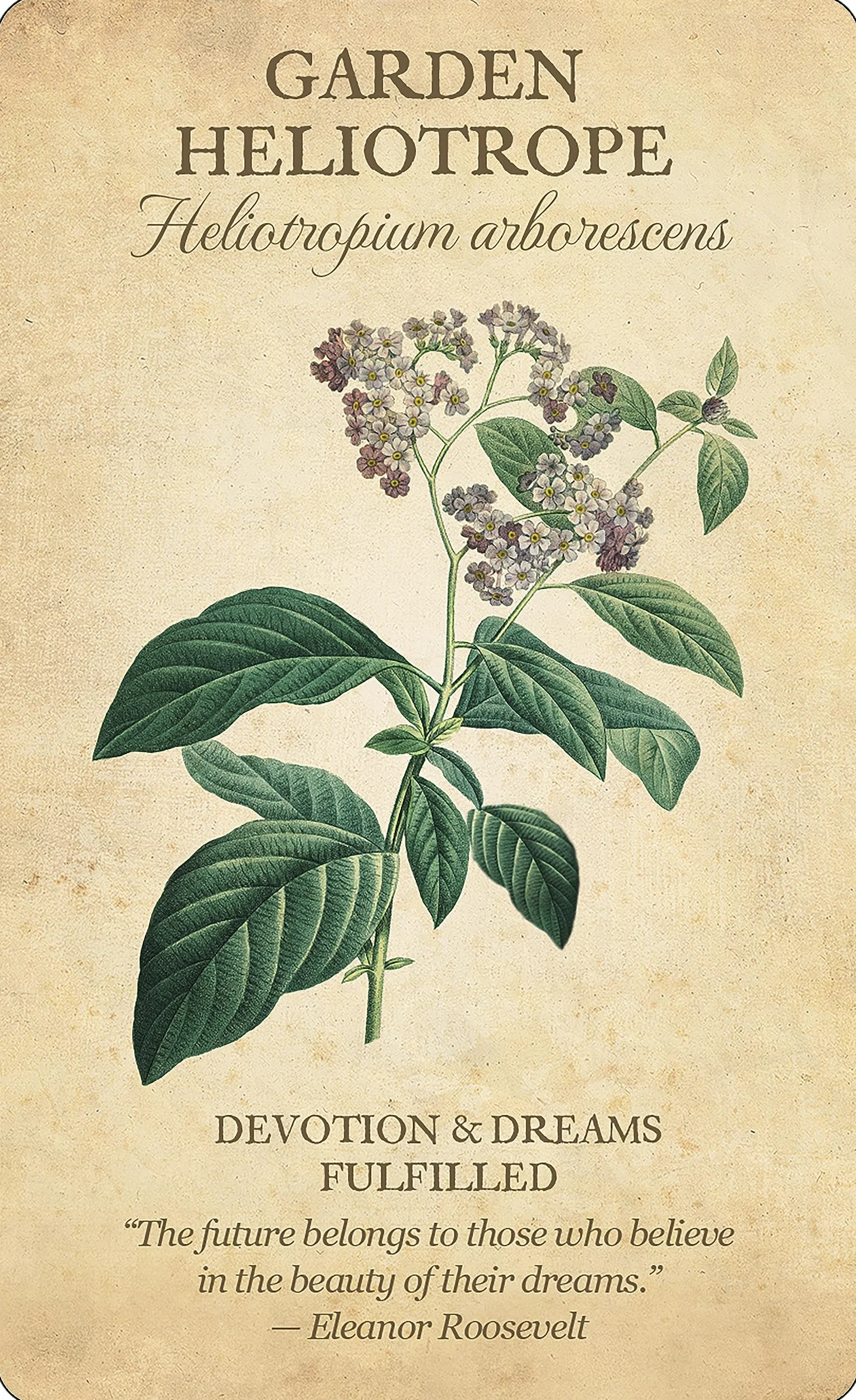 Botanical Inspirations Deck & Book Set: 44 Cards with Classical Botanical Art by Pierre-Joseph Redouté, Deluxe Gift Set Includes 100-Page Guidebook, Inspirational Messages