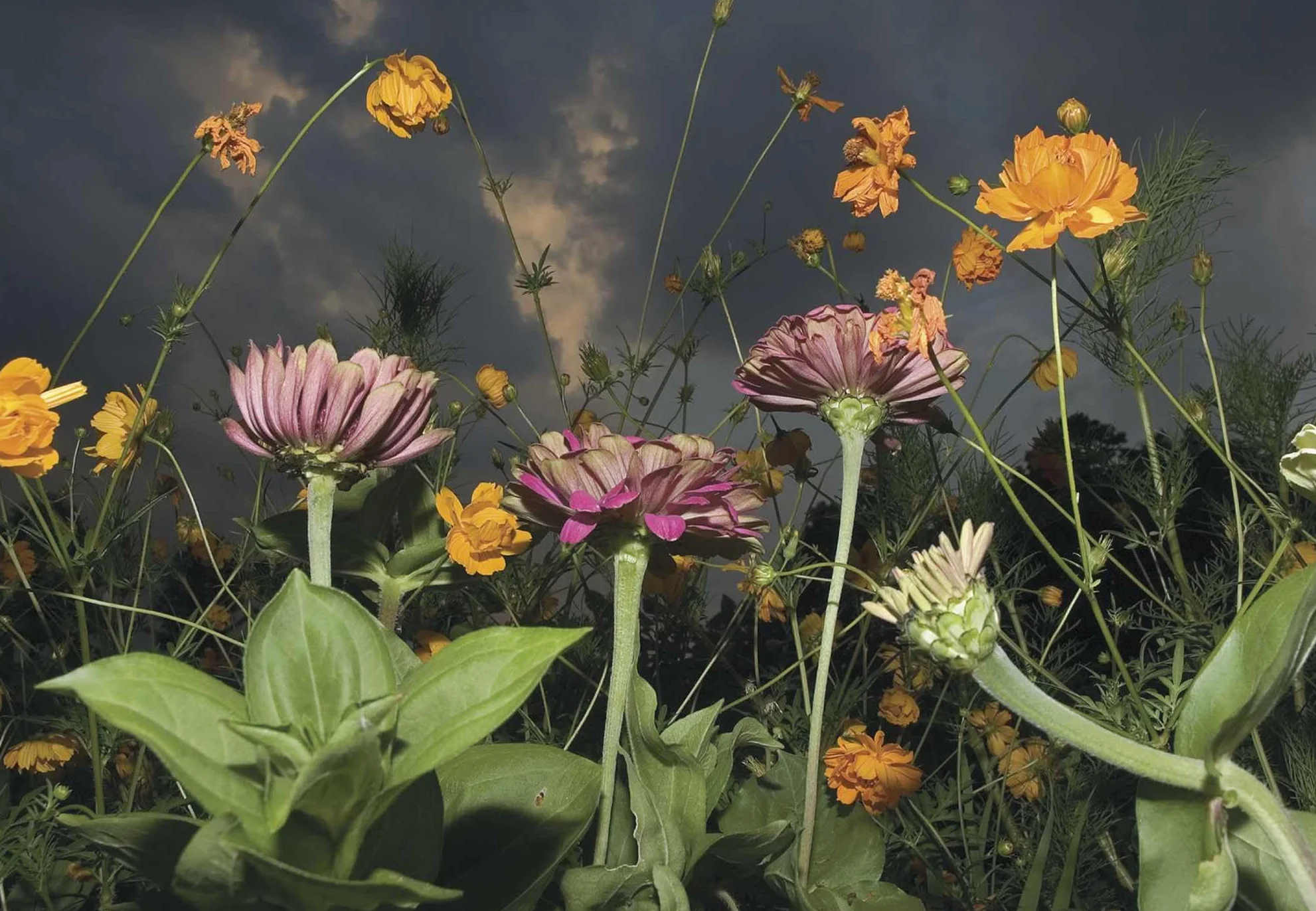 New Photography of the Flower.