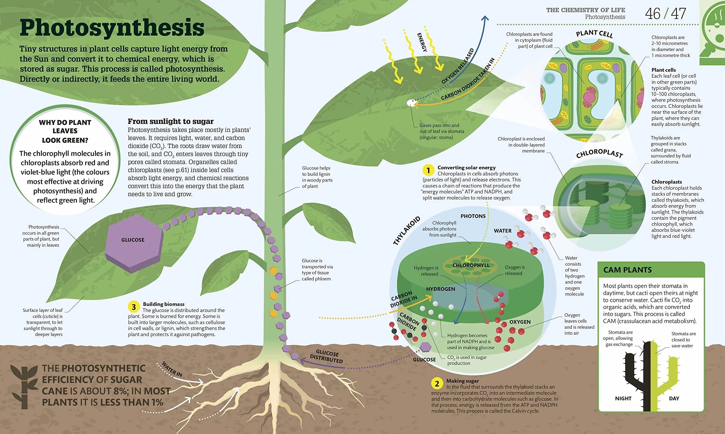How Biology Works: The Facts Visually Explained