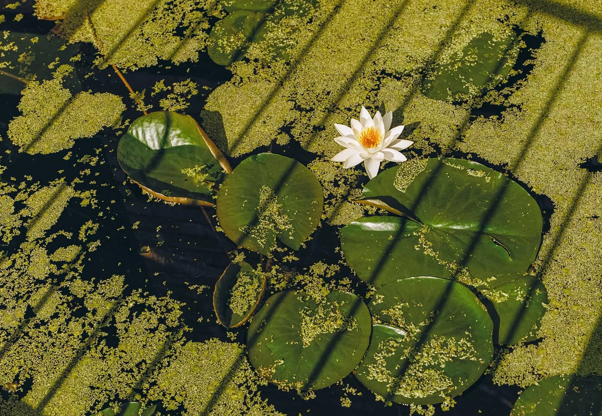 New Photography of the Flower.