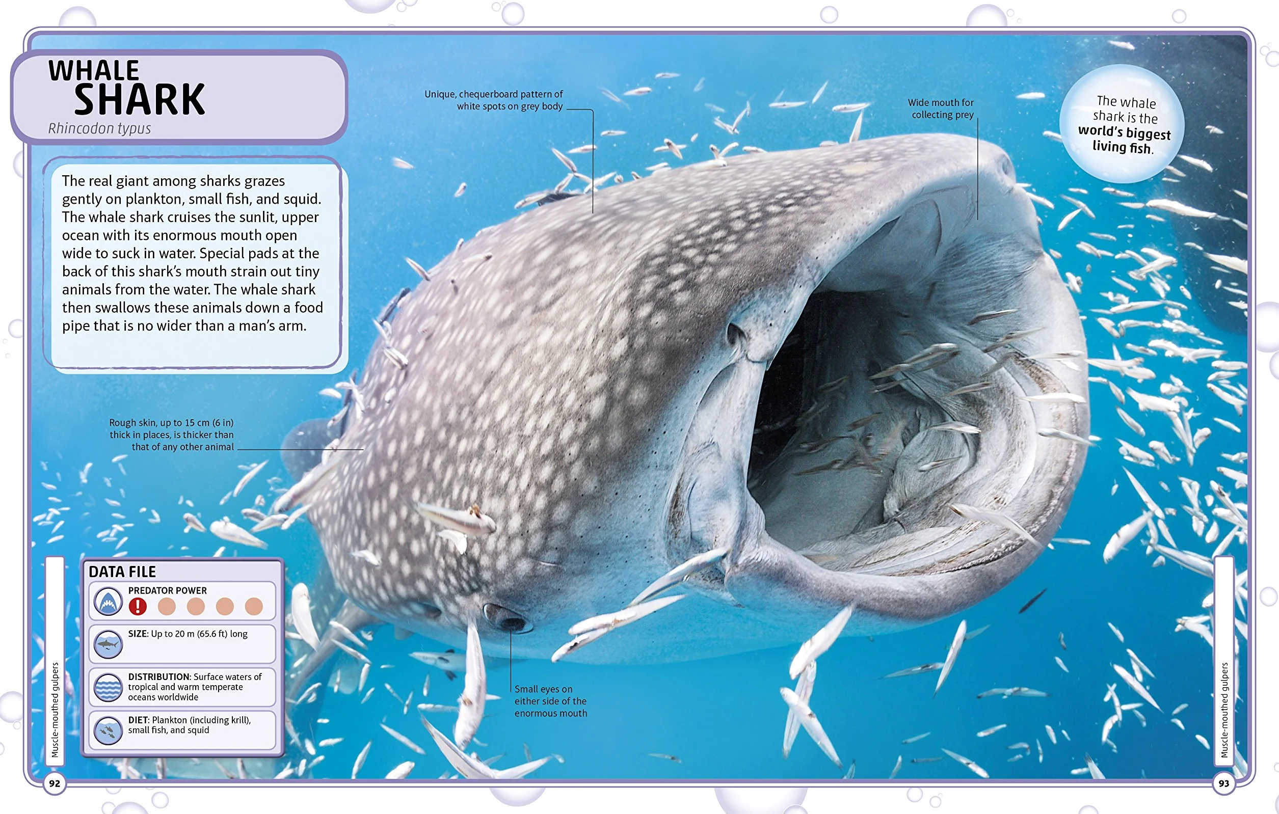 Sharks and Other Deadly Ocean Creatures: Visual Encyclopedia