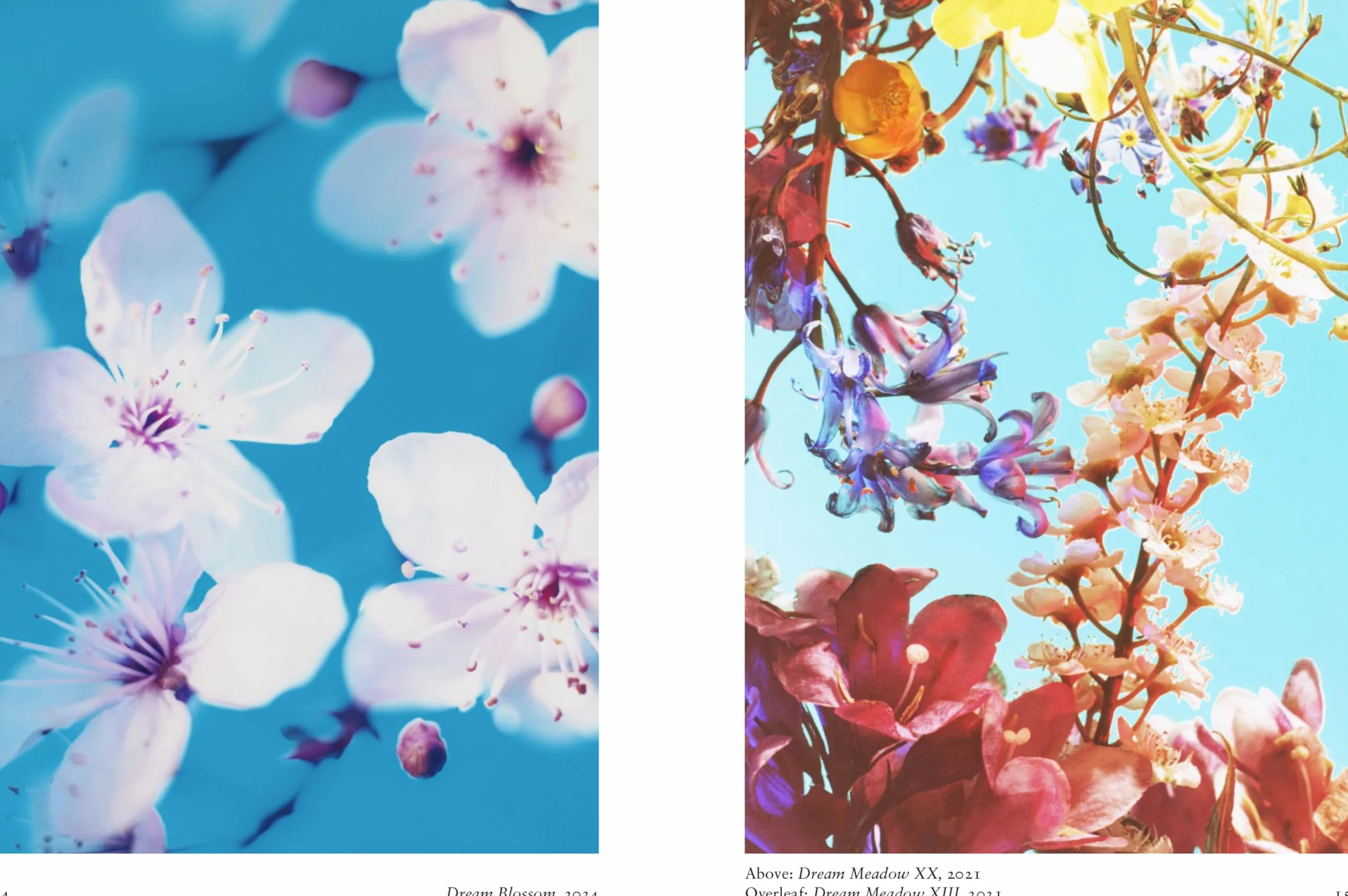 New Photography of the Flower.