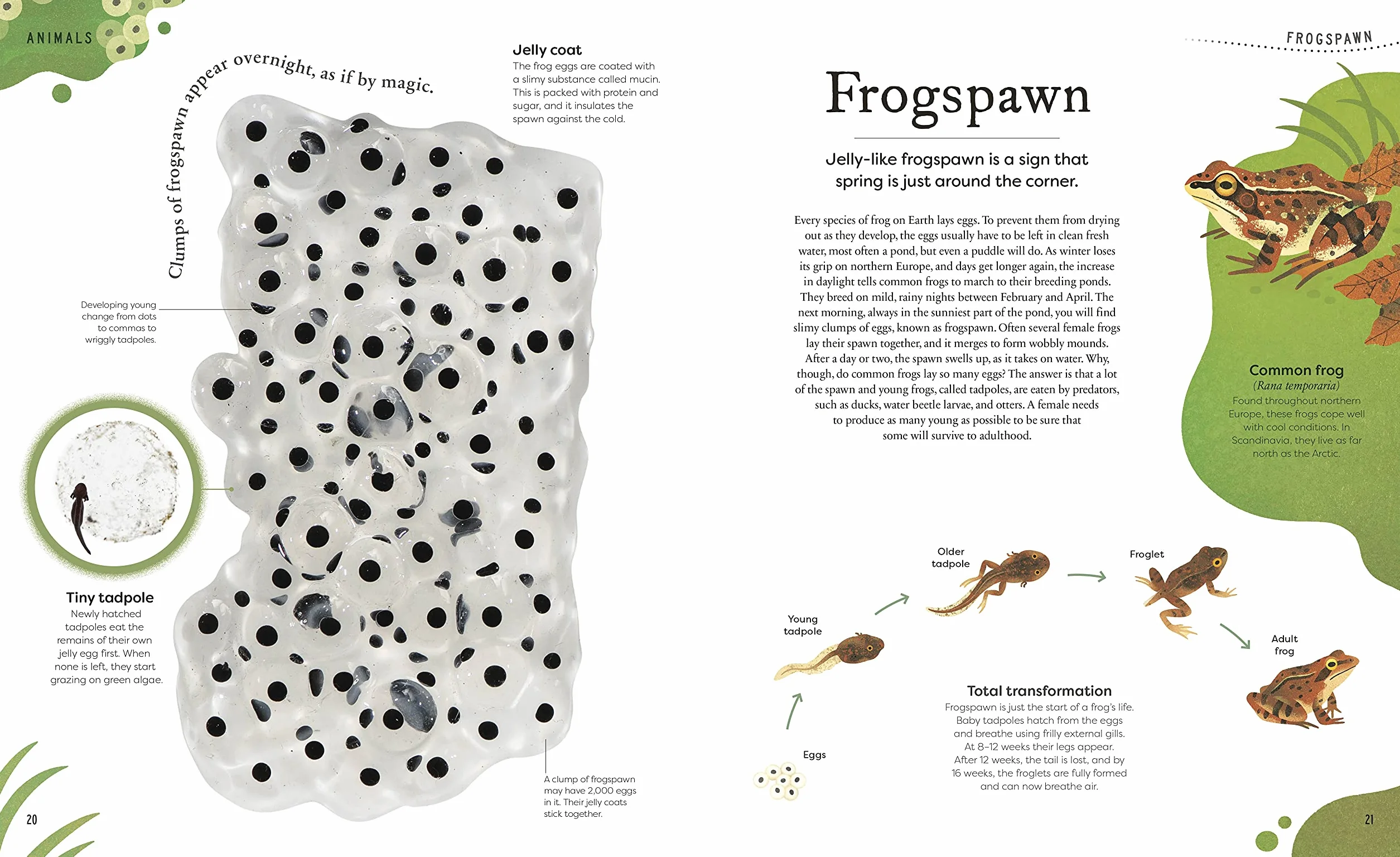 Nature's Treasures: Tales Of More Than 100 Extraordinary Objects From Nature (DK Treasures)