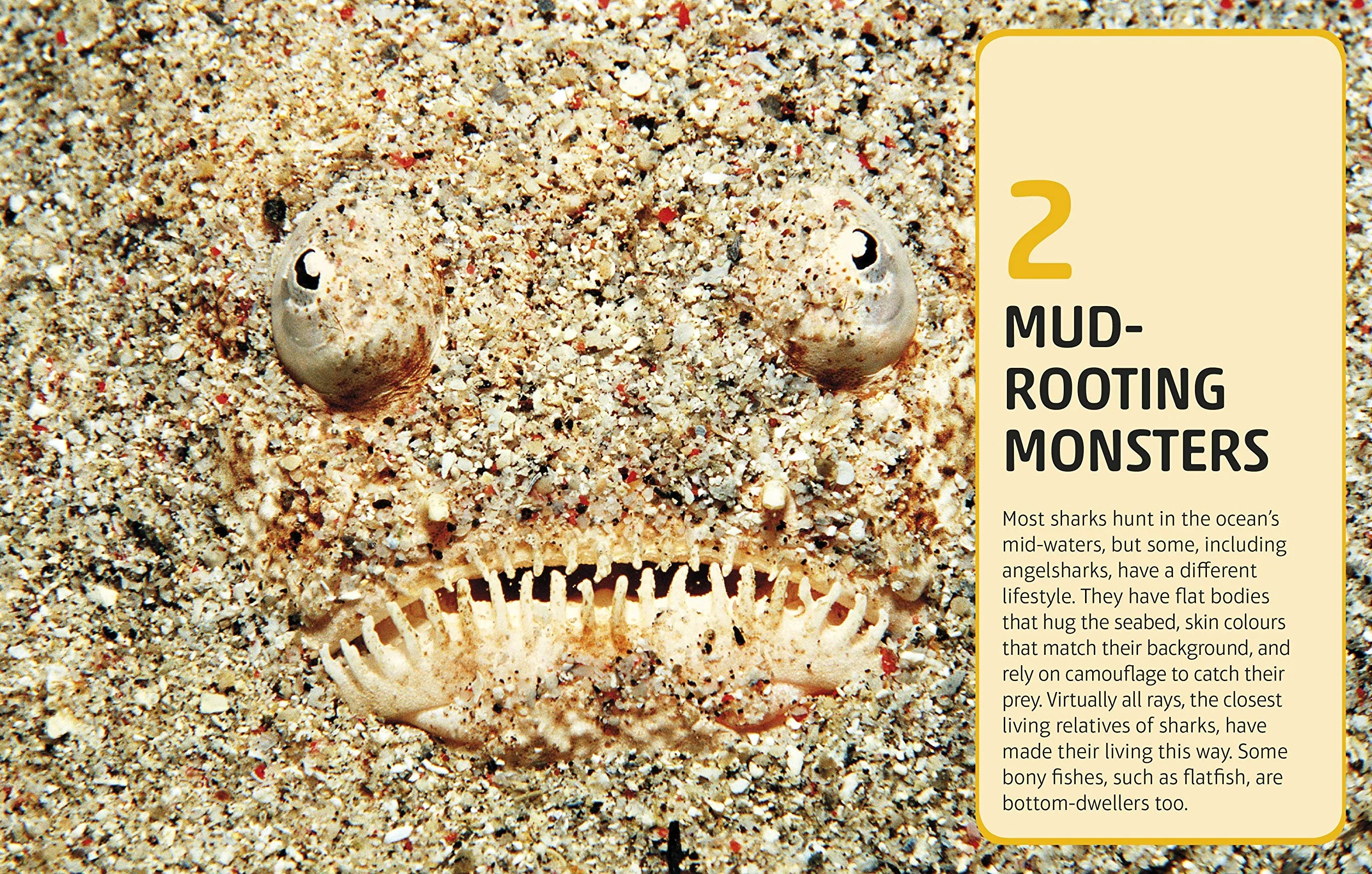 Sharks and Other Deadly Ocean Creatures: Visual Encyclopedia
